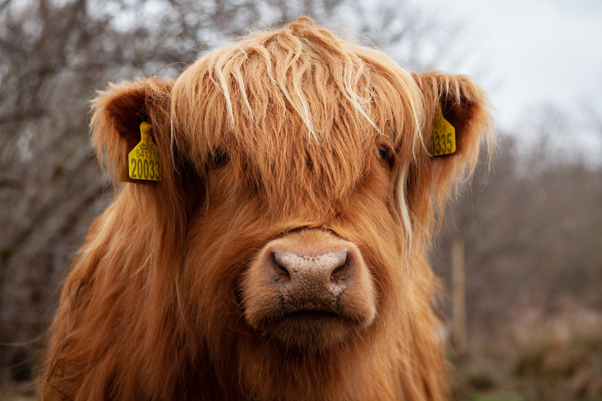 Highland moo cow!