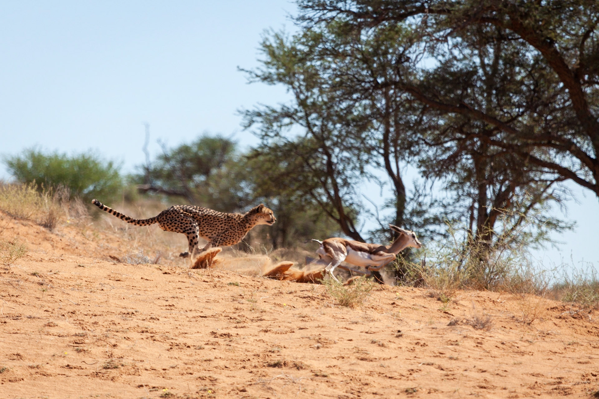 Cheetah chasing a Springbok, Kgalagadi Transfrontier Park, South Africa.