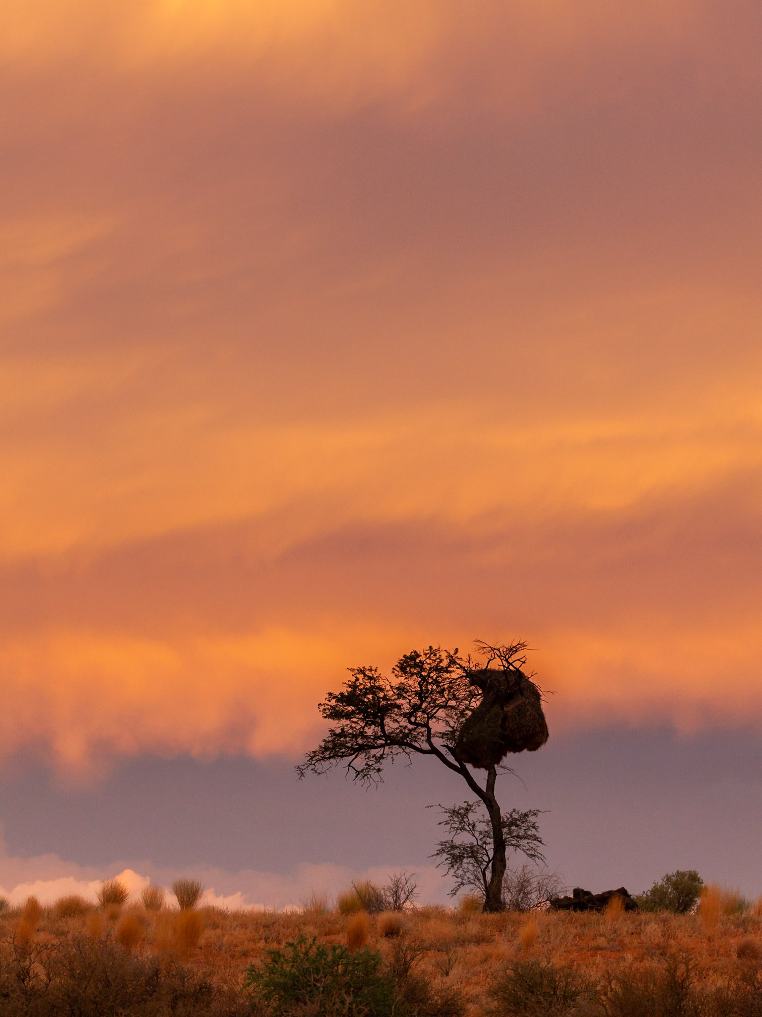 Sunset outside Kalahari Tented Camp, Kgalagadi Transfrontier Park, South Africa.