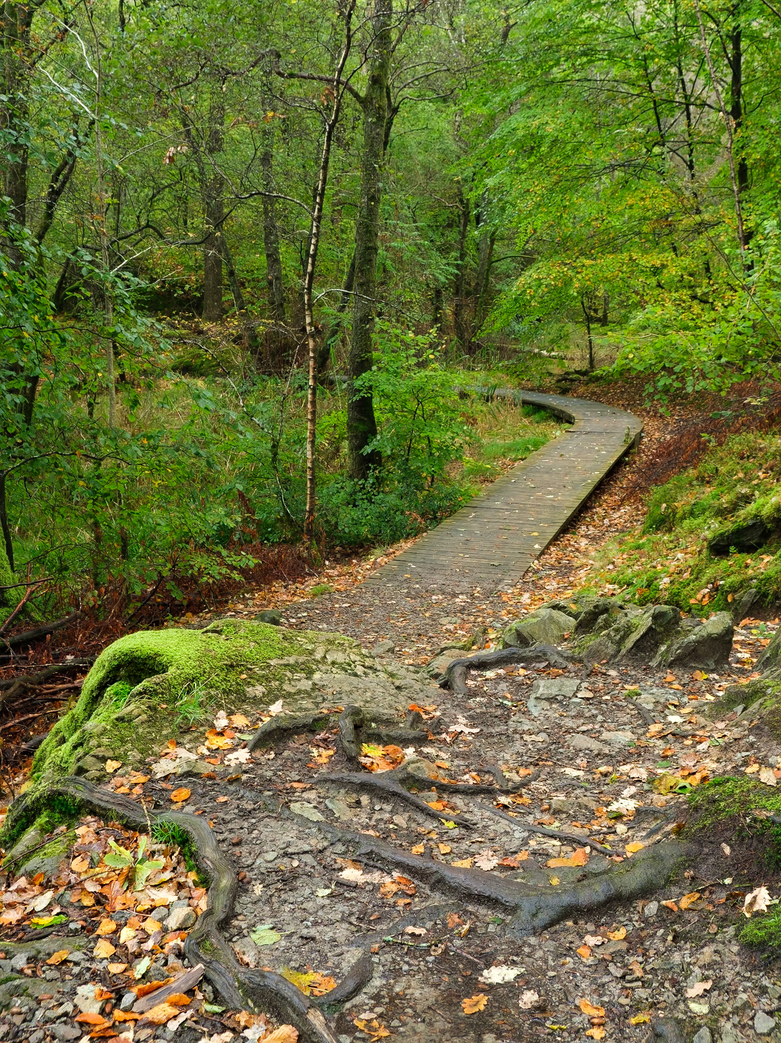 A boardwalk in Penny Rock Woods.