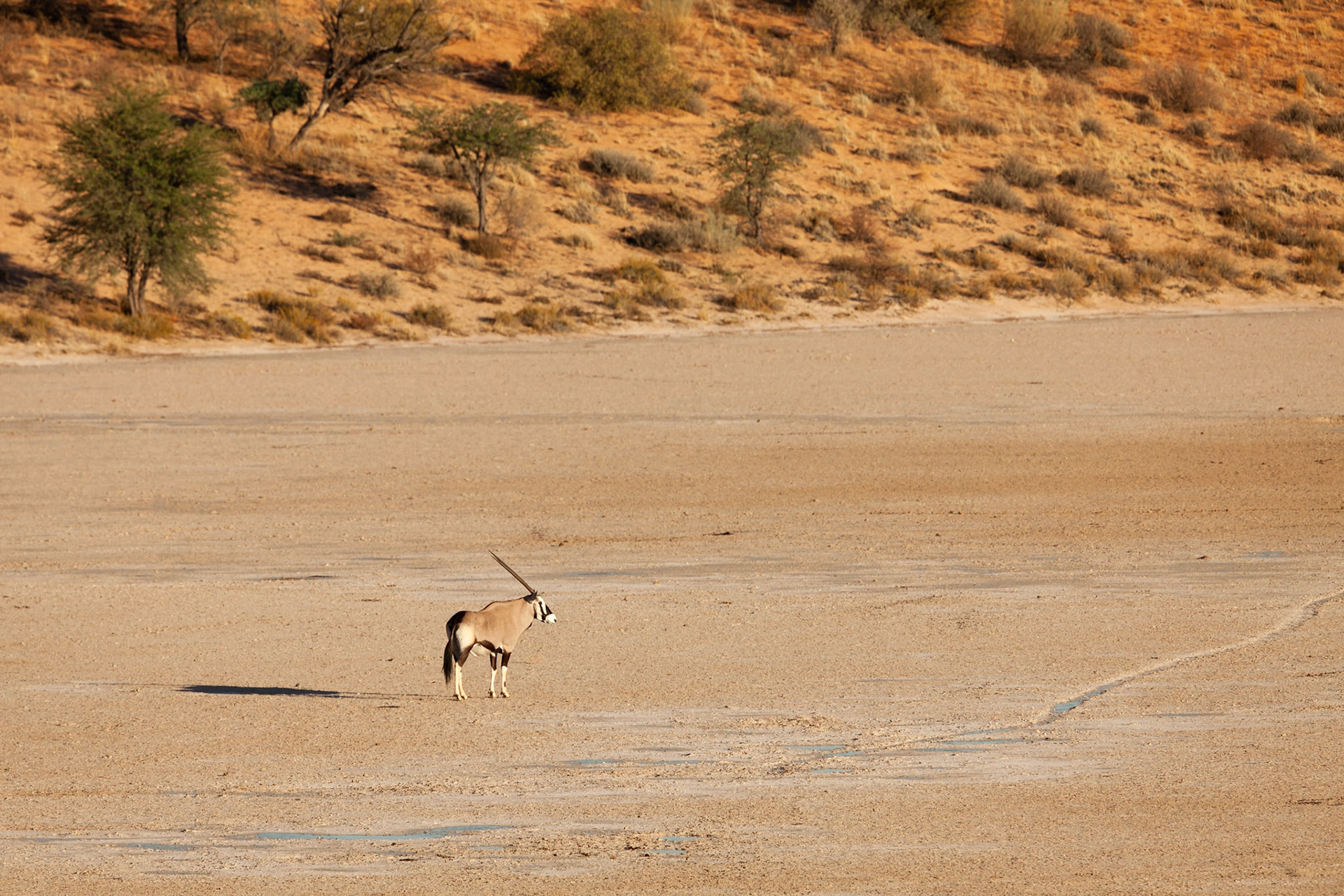 Lone Gemsbok on Bitterpan, Kgalagadi Transfrontier Park, South Africa.