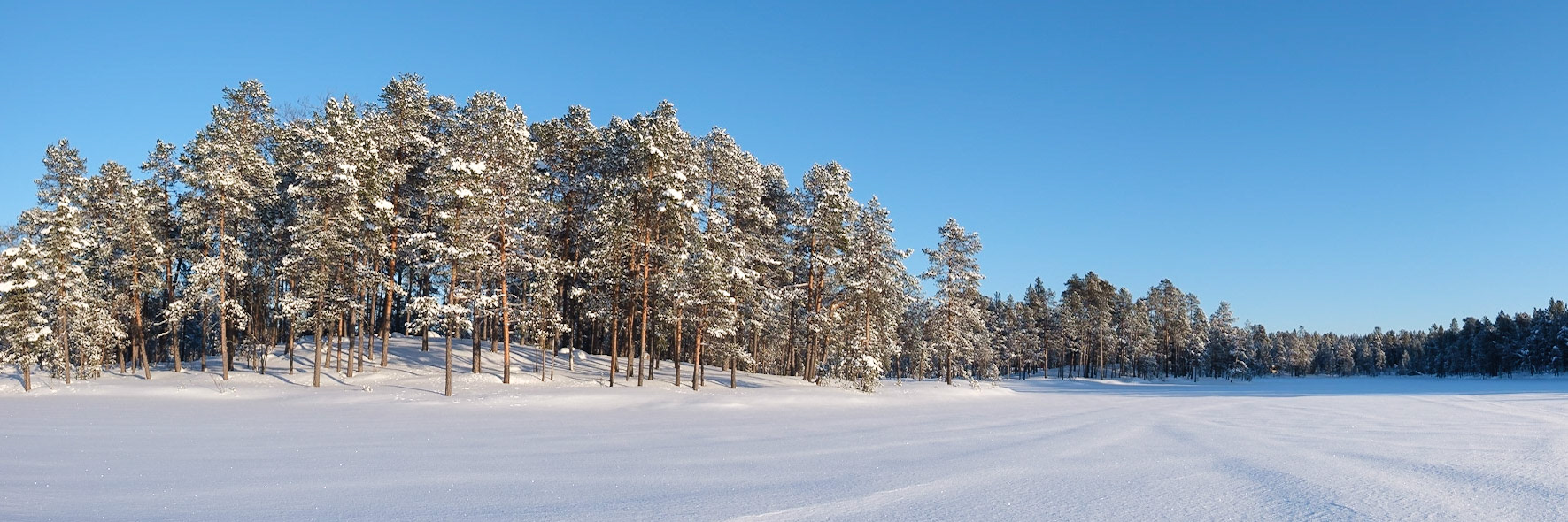 A panorama of the trees along the edge of a frozen Lake Maa, Nellim, Finnish Lapland.
