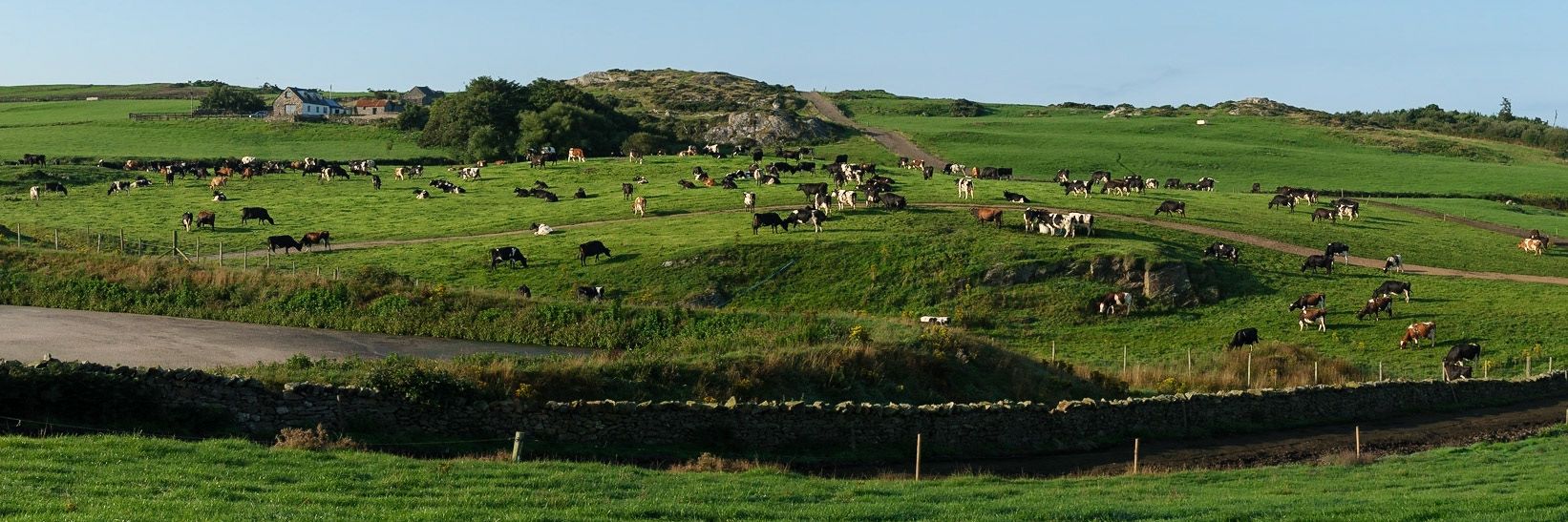 Dairy cows grazing the rolling fields of Mynachdy Farm.