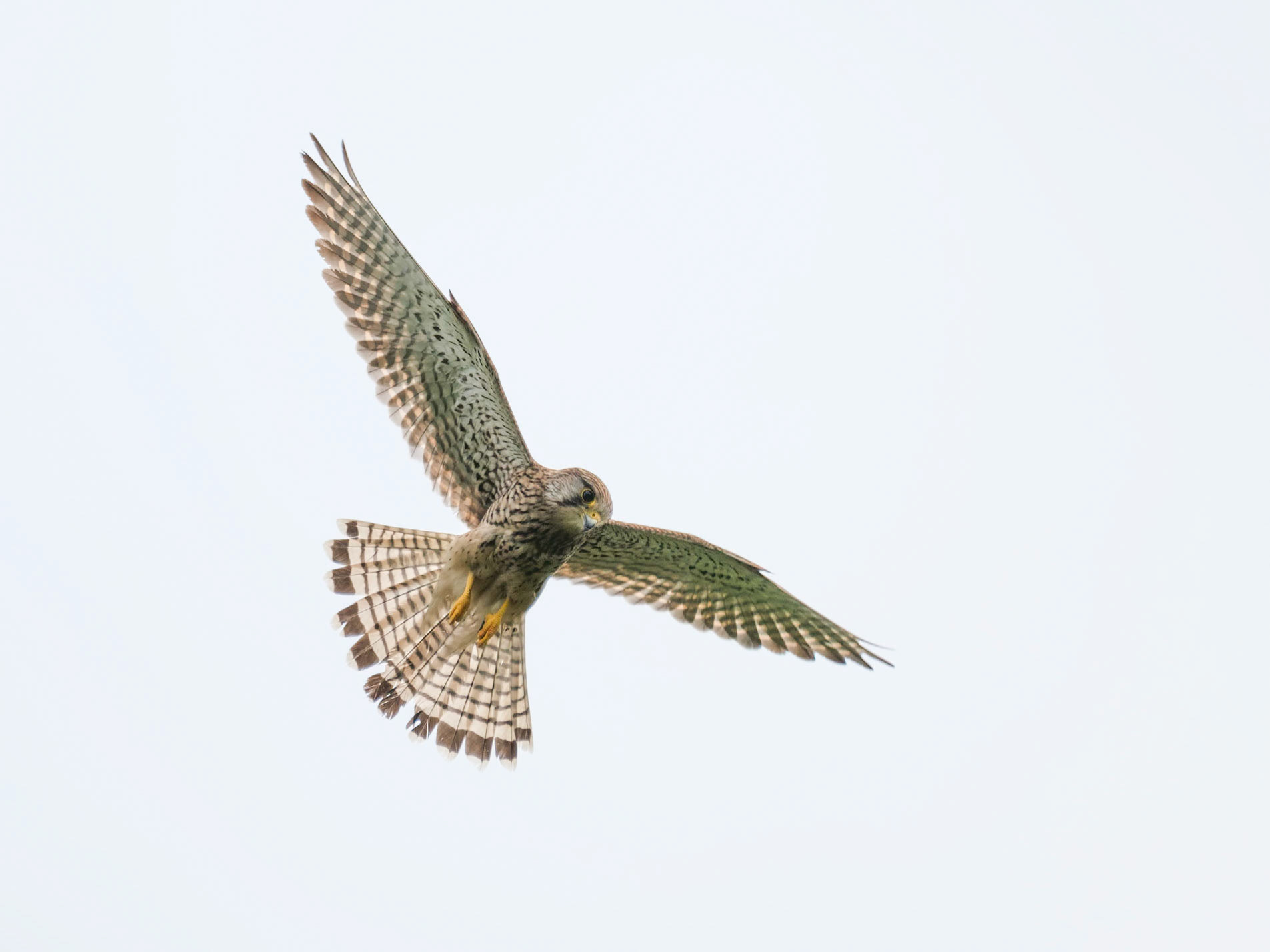 A female Kestrel hunting over Richmond Park.