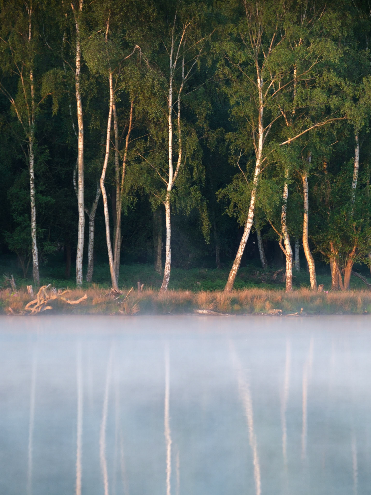 Silver Birch at sunrise on the shores of a misty Pen Ponds in Richmond Park.