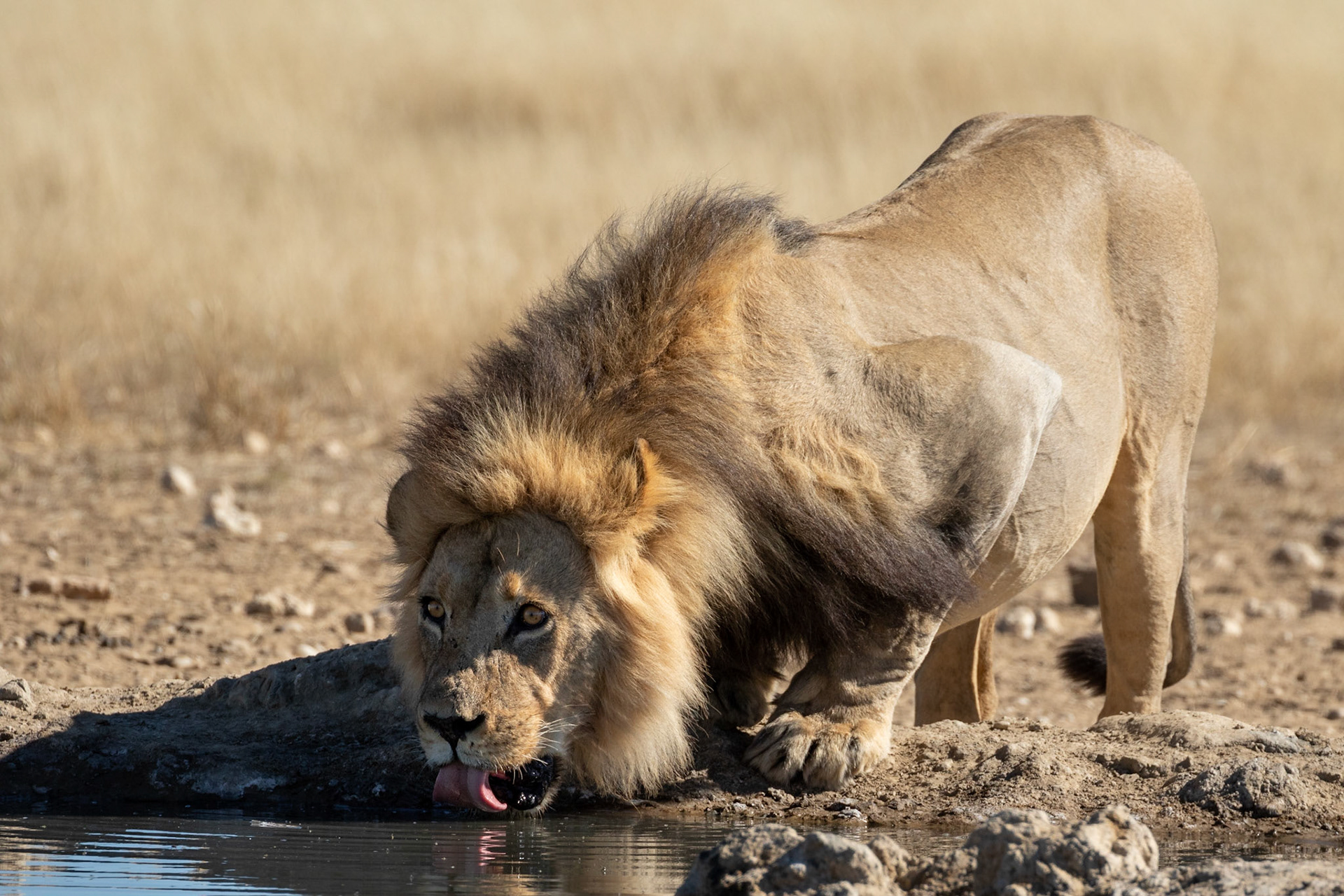 We followed him all the way to Bedinkt Waterhole where we watched him drink, Kgalagadi Transfrontier Park.