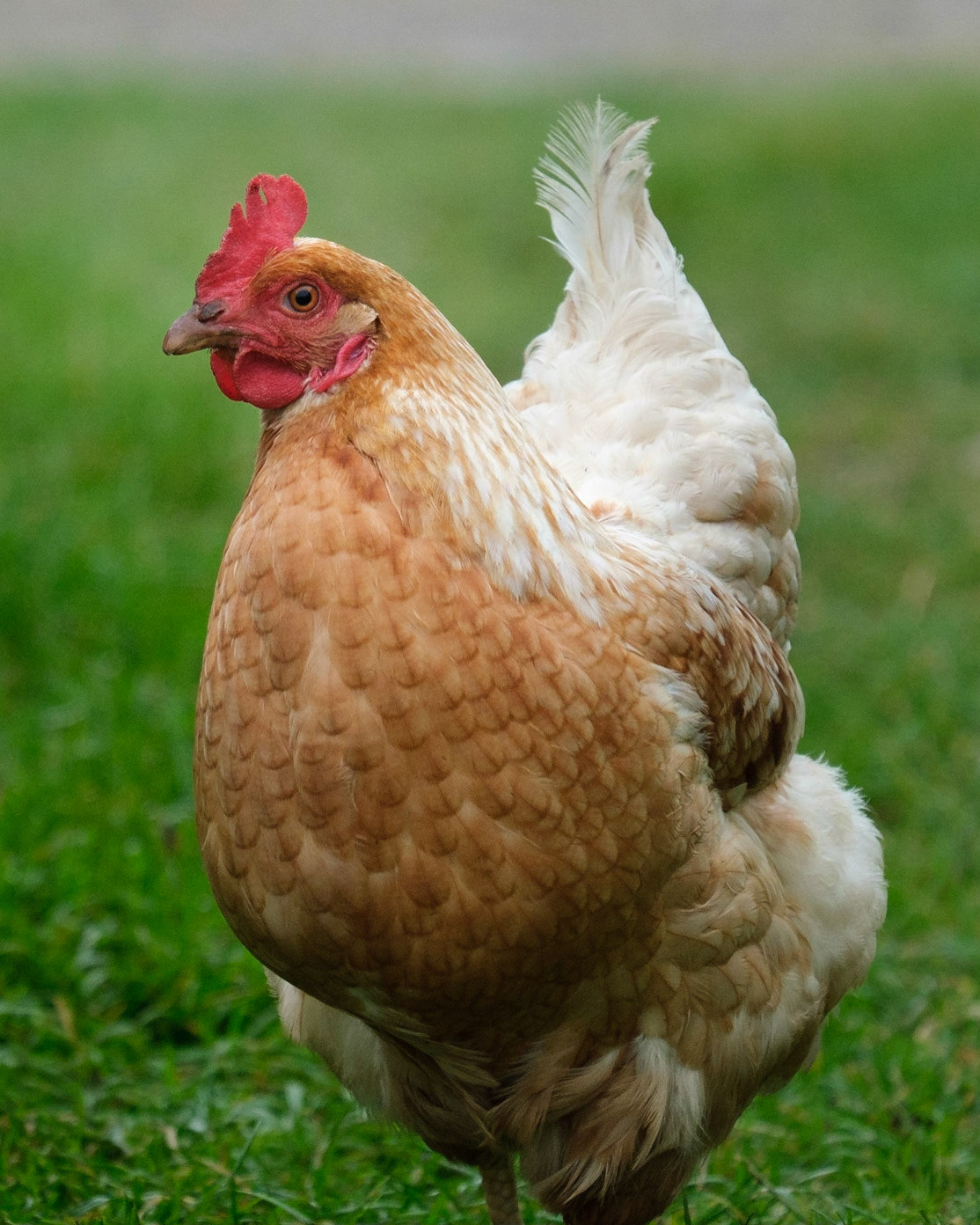 One of the farm chickens hoping for a snack.