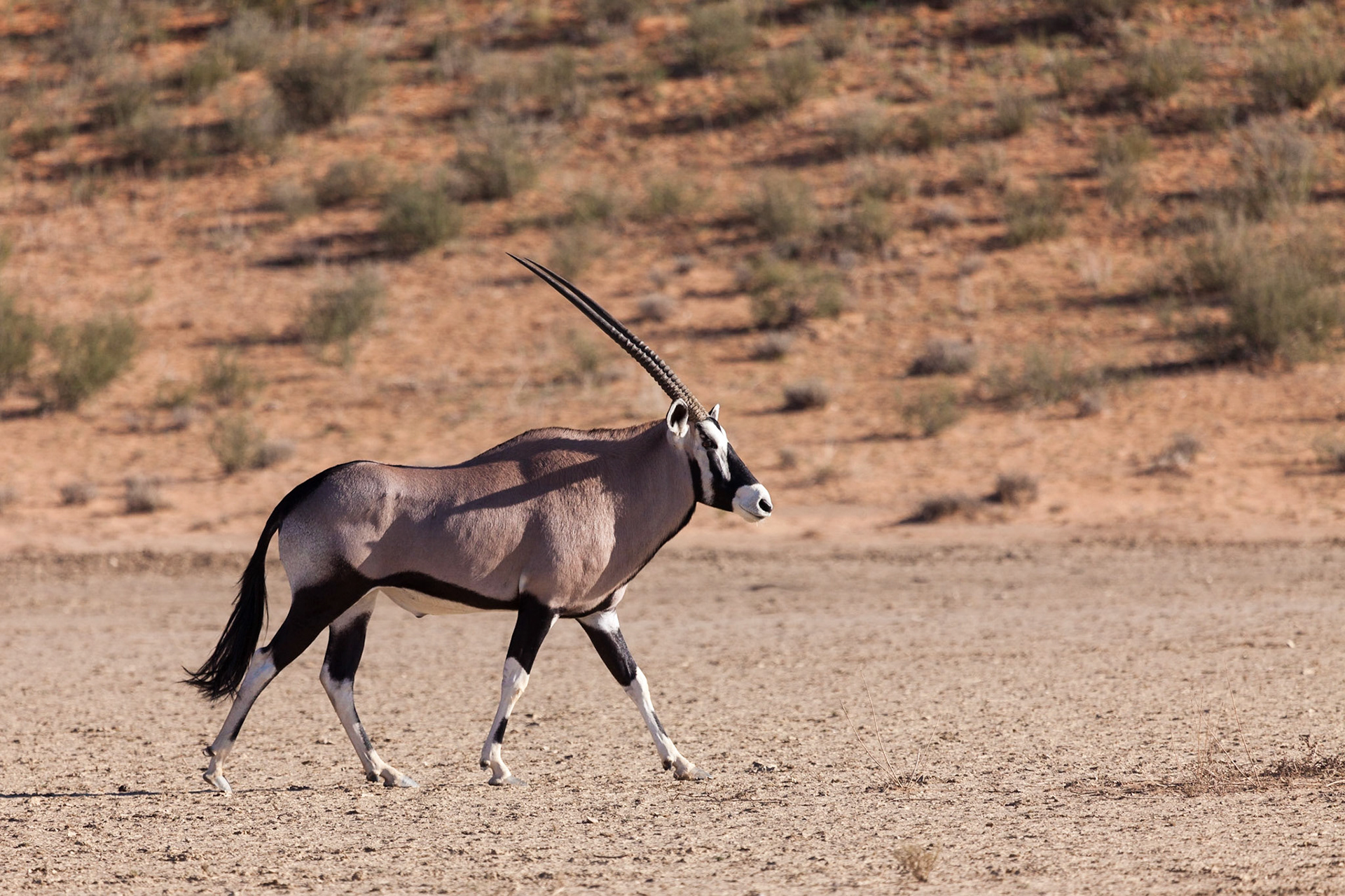Gemsbok in the Nossob River, Kgalagadi Transfrontier Park, South Africa.