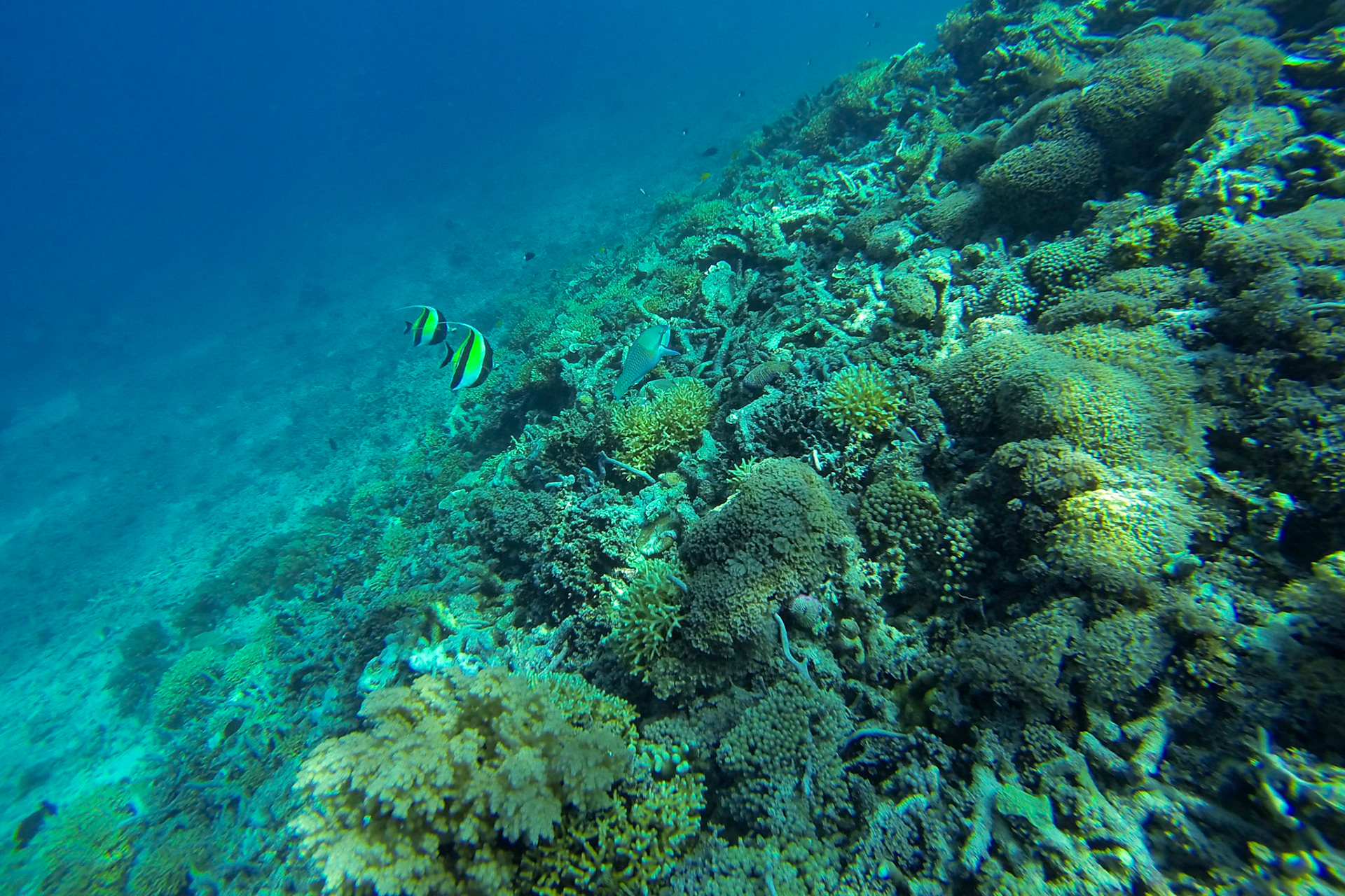 A pair of Moorish Idols off Gili Meno, Lombok, Indonesia.