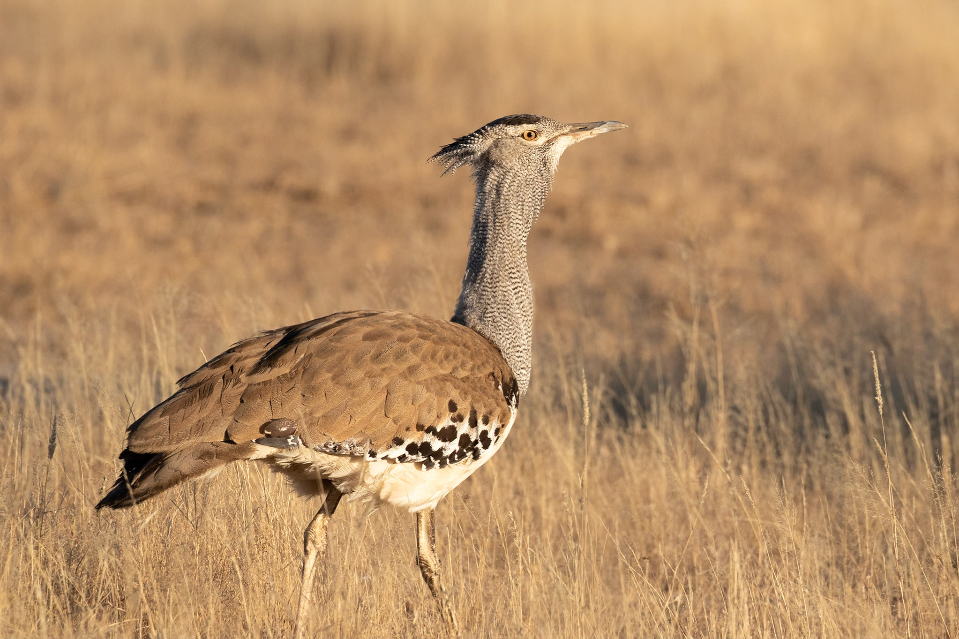 Just a Kori Bustard in nice light, Kgalagadi Transfrontier Park.