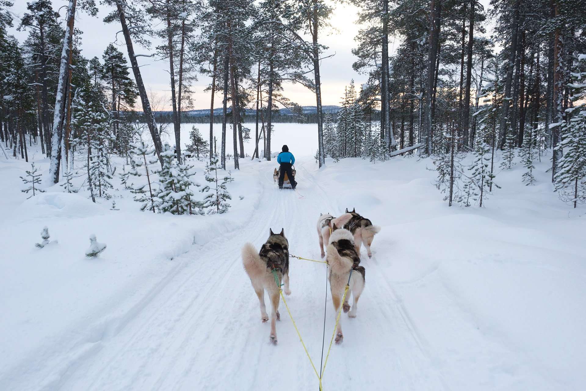 Crossing a small forested island on Lake Inari with our Husky dogs, Nellim, Finnish Lapland.