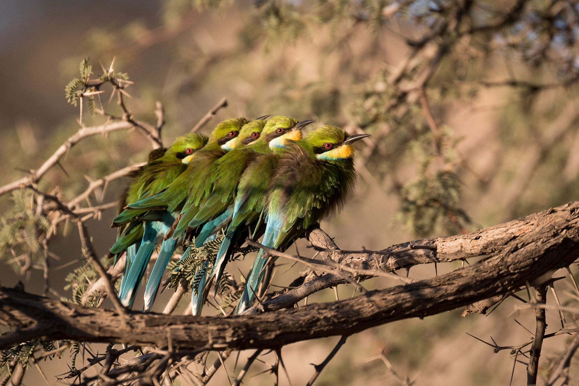 We found a very co-operative group of Swallow-tailed Bee-eaters huddling together on a very frosty morning, Kgalagadi Transfrontier Park.