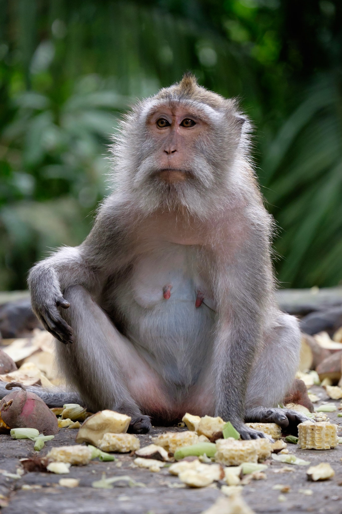 Balinese long-tailed monkey in the Ubud Monkey Forest, Ubud, Bali, Indonesia.