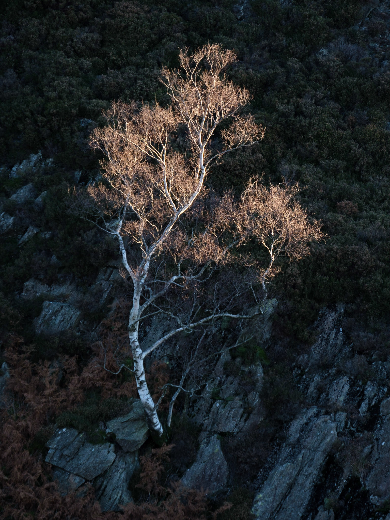 Birch Tree on Holme Fell.