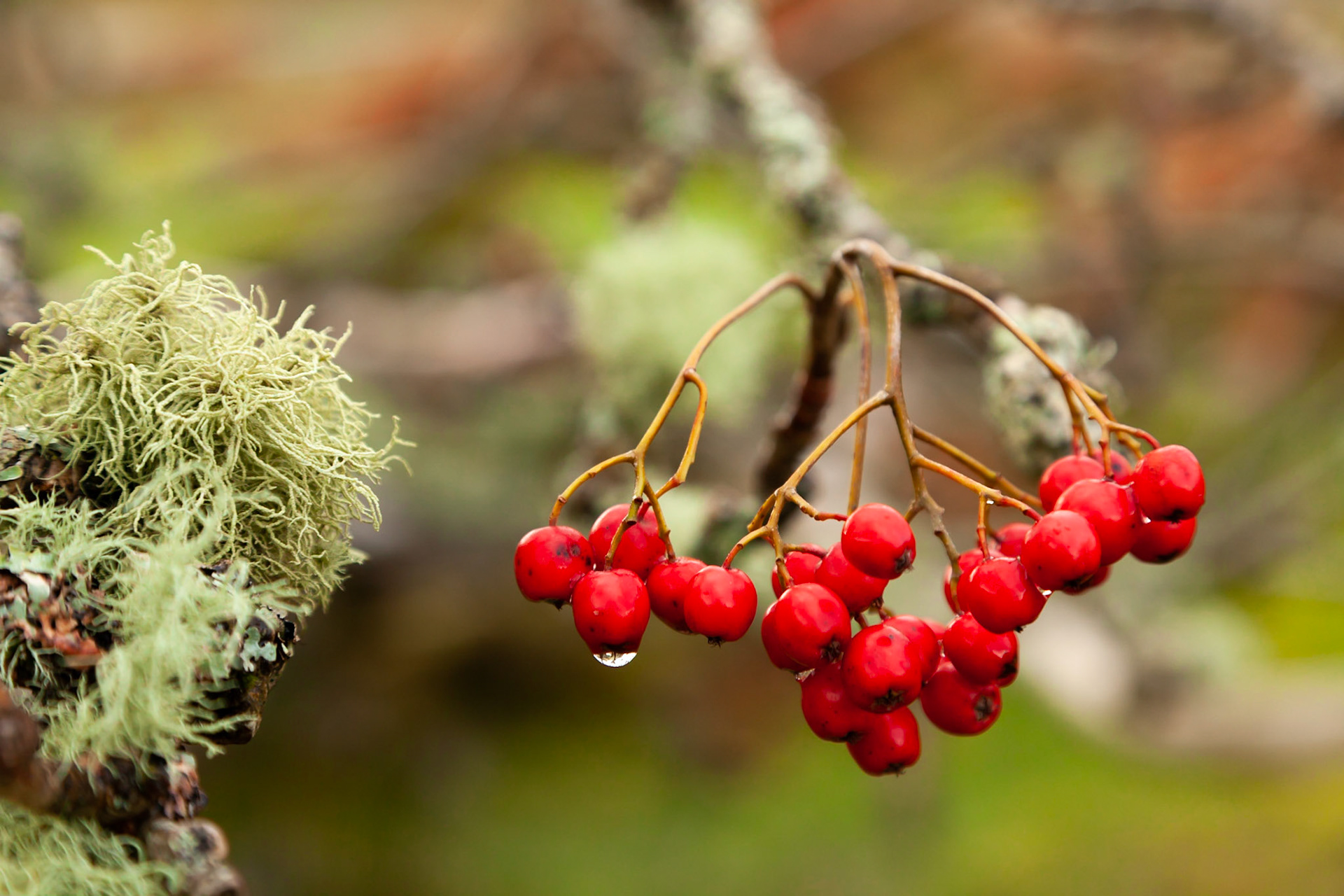 Rowan berries and moss in Fairy Glen, Isle of Skye, Scotland.