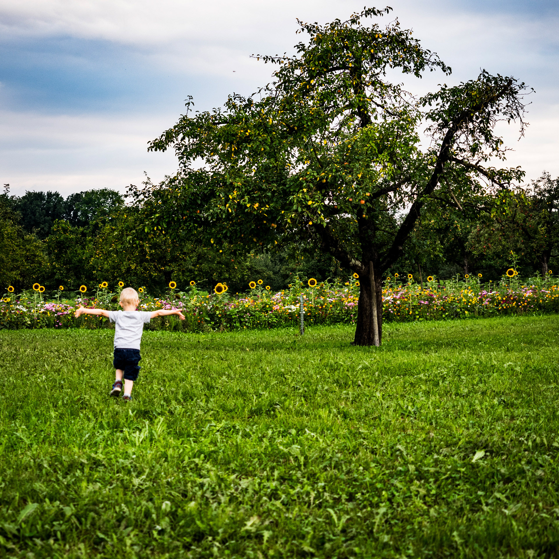 Boy running in a green meadow towards appletree. Colorful flowerbed with sunflowers in the background