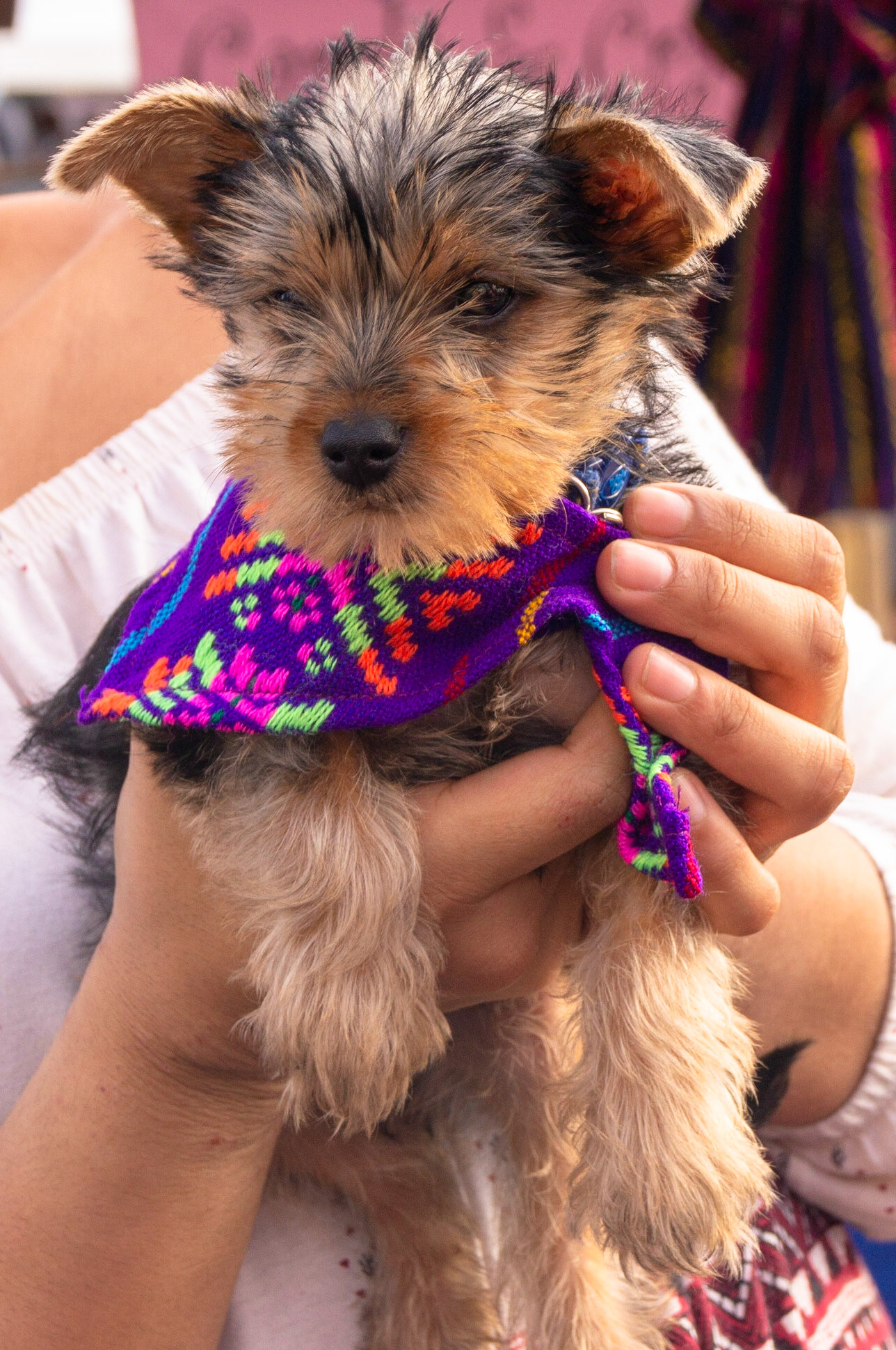Cuteness in small packages