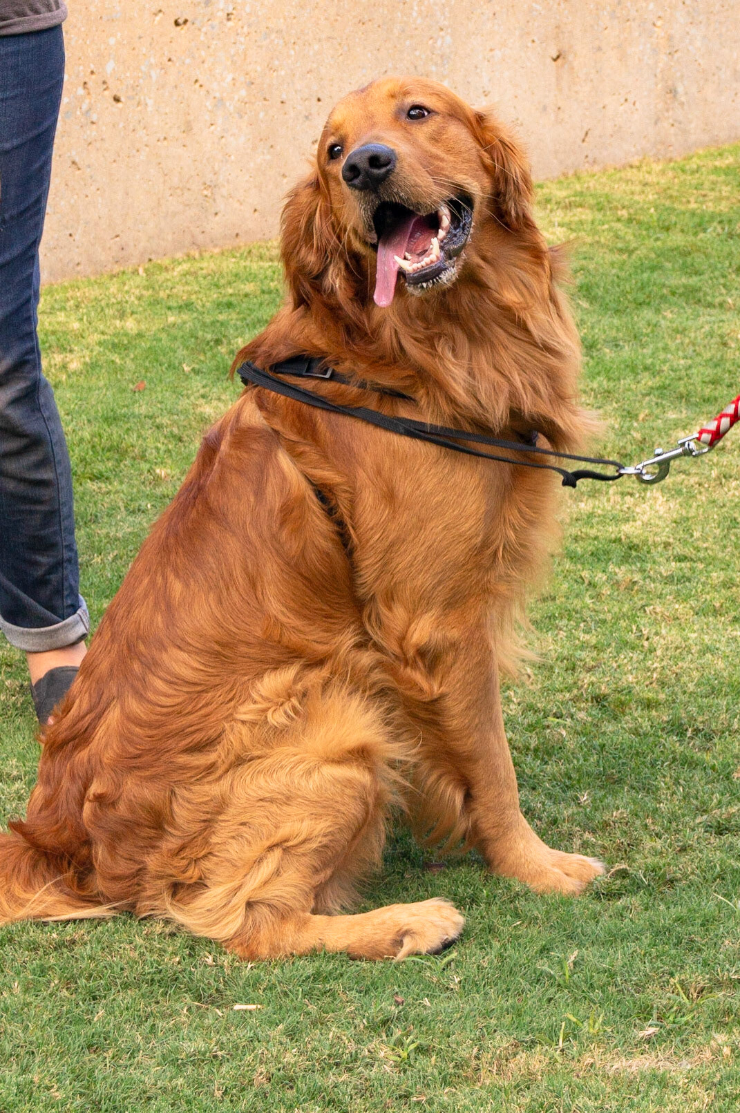 Sweet Golden