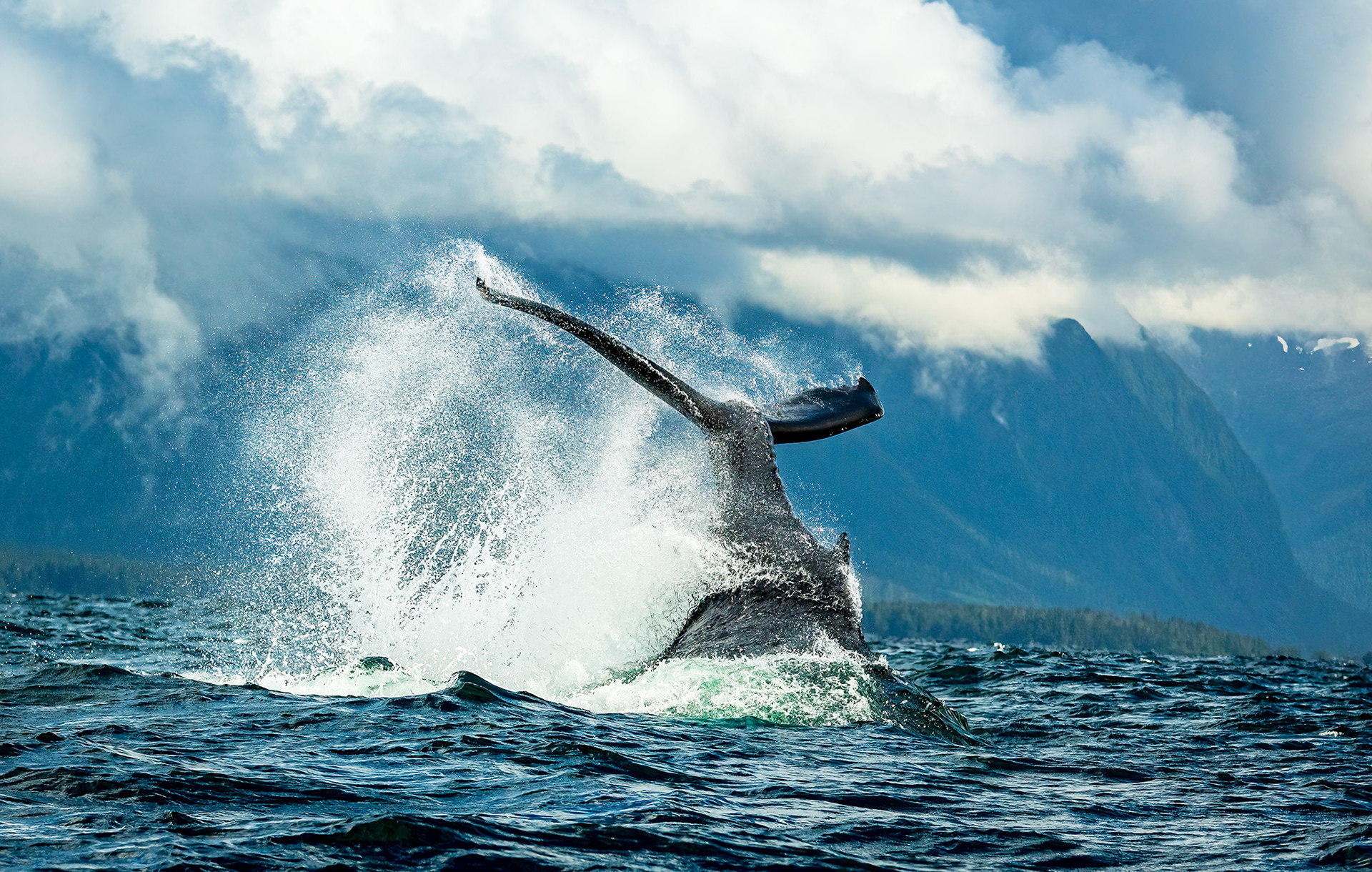 Whale watching in Sitka