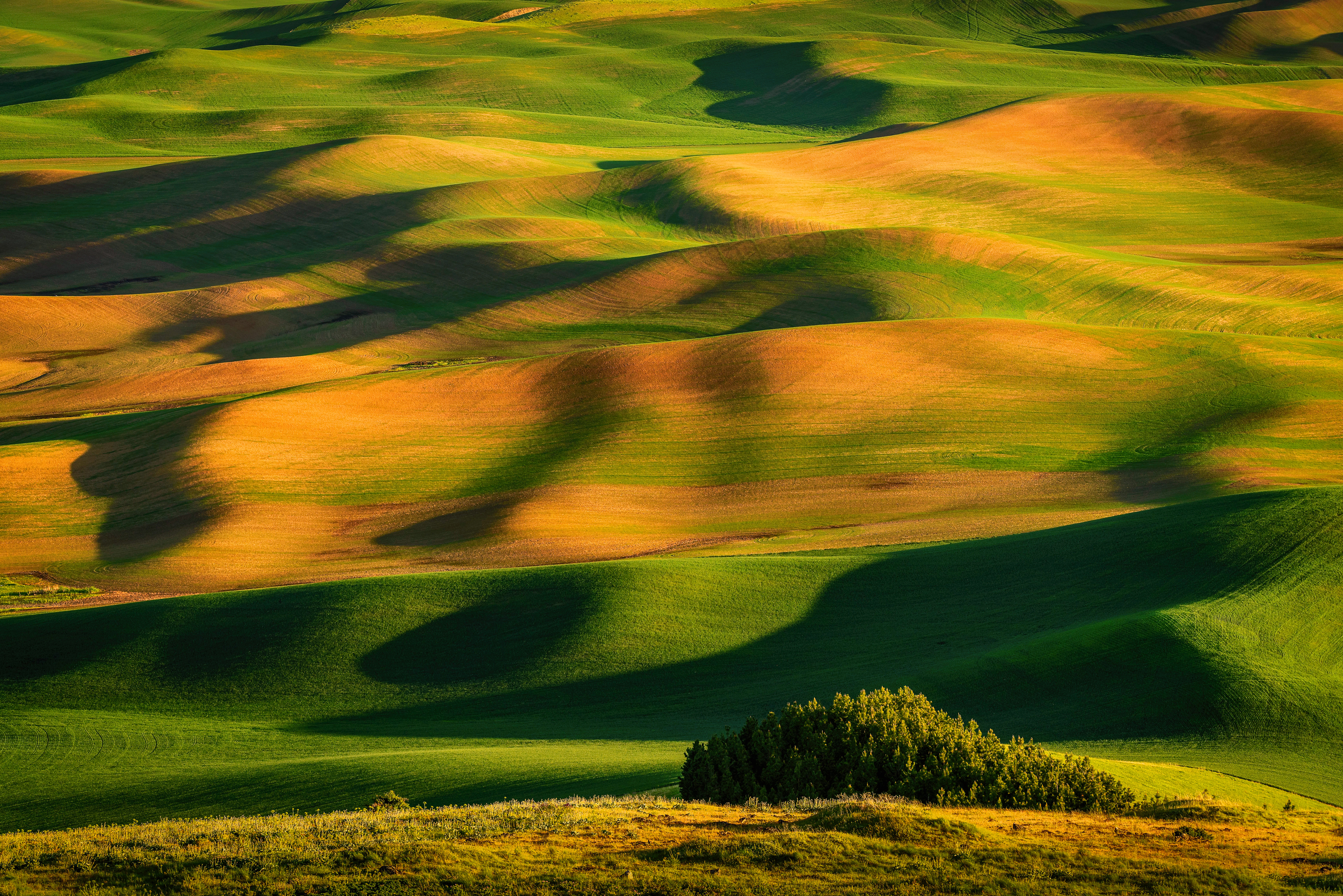 Rolling Hills of the Palouse