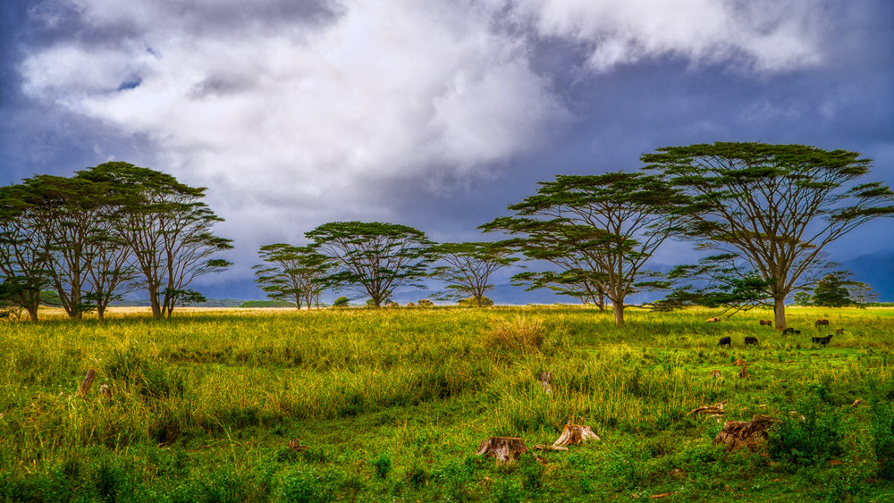 Albizia Trees