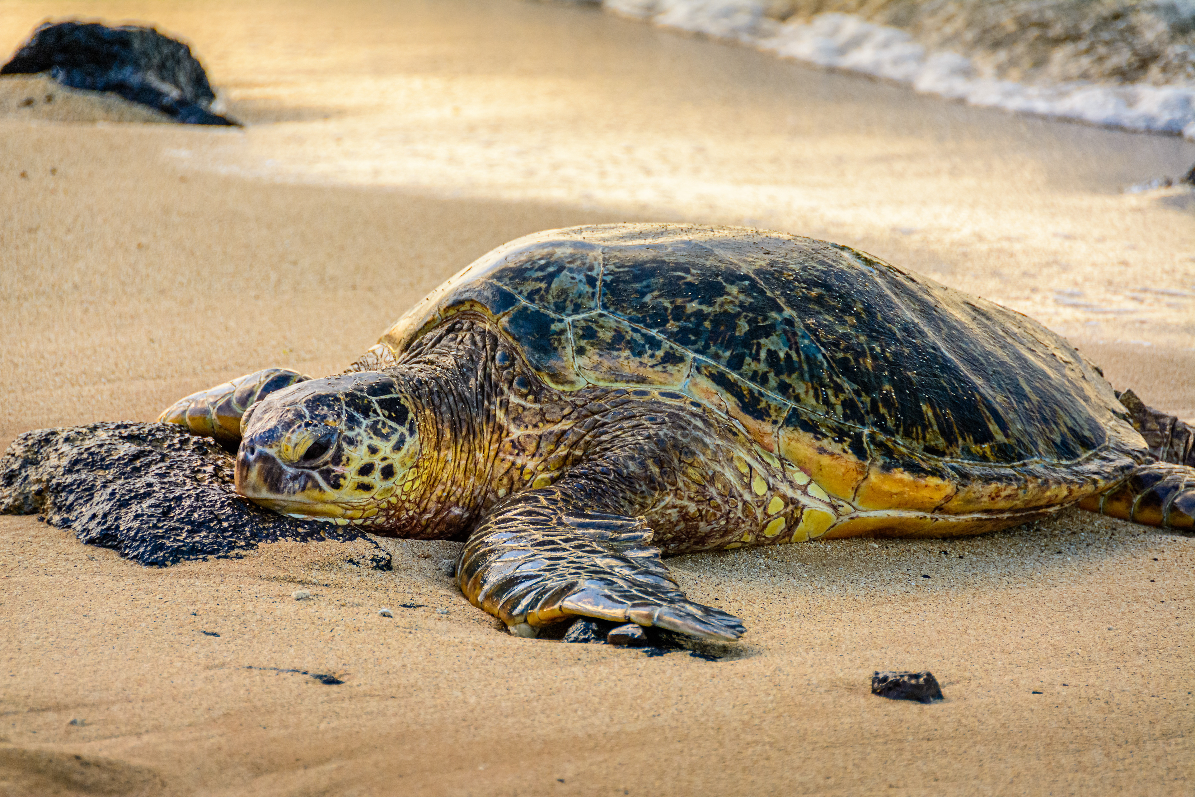 Sea Turtle