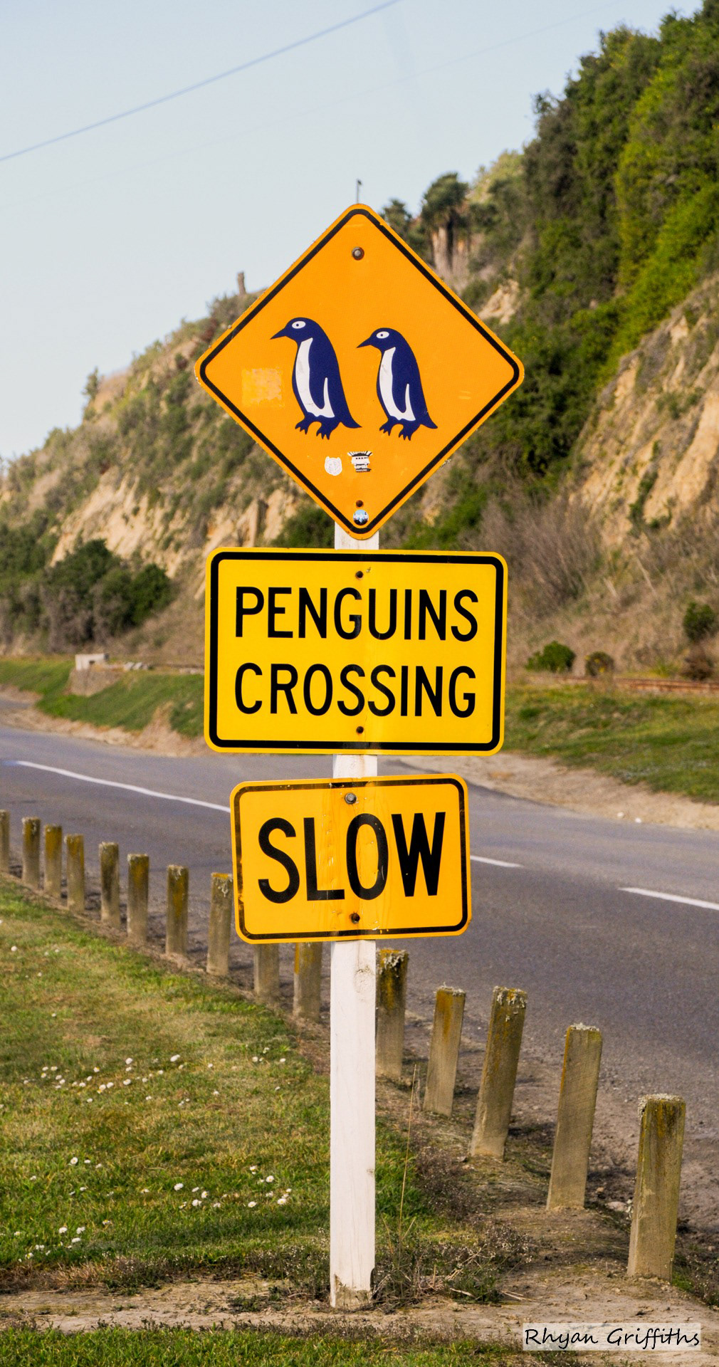 Penguins crossing sign located on the road leading uip to the Oamaru Penguin colony, Oamaru New Zealand