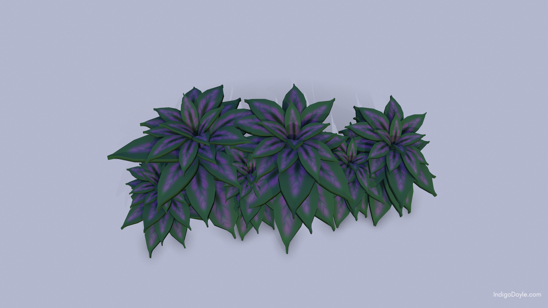 Persian Shield