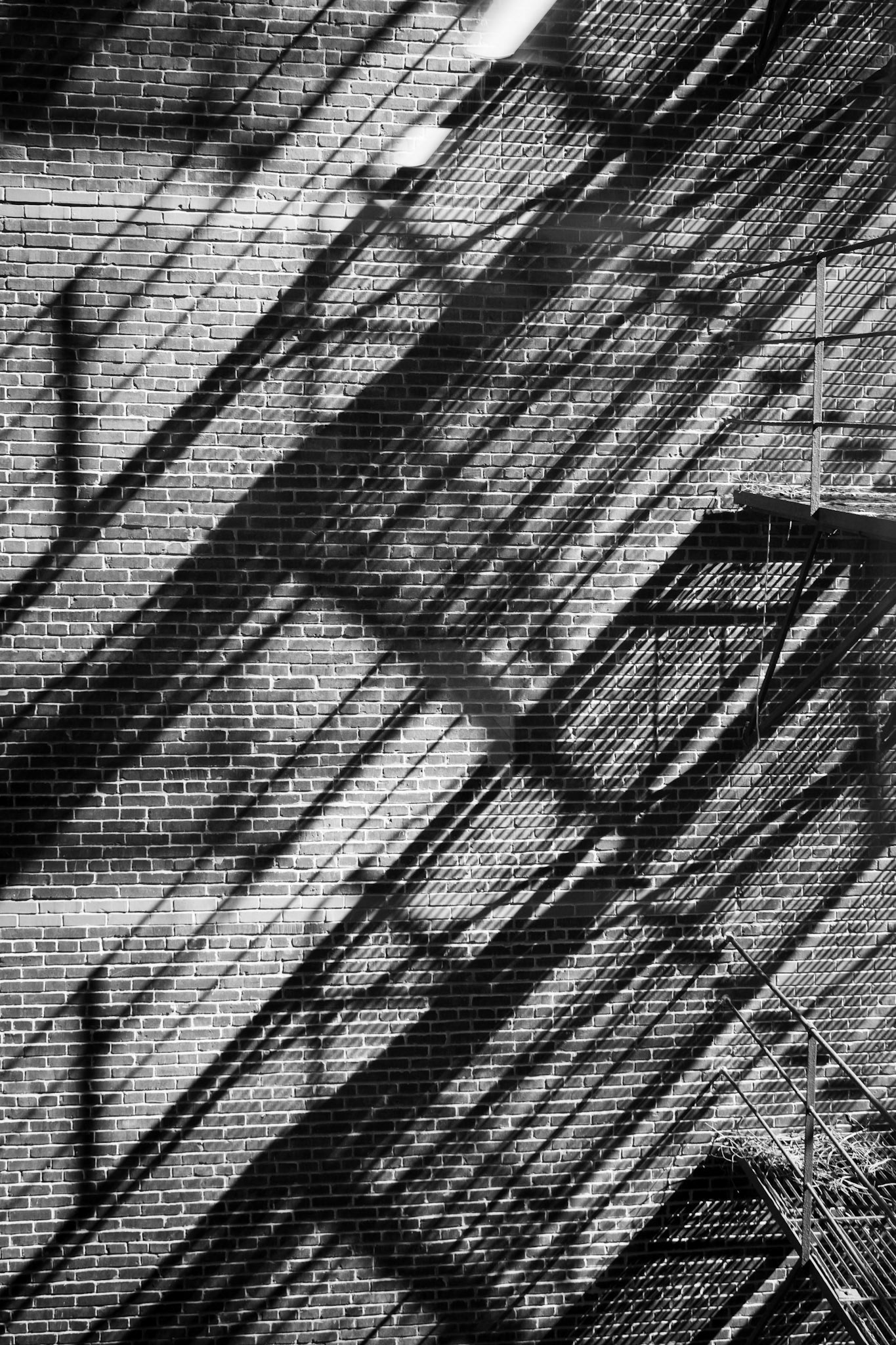 Shadow2_Trevor