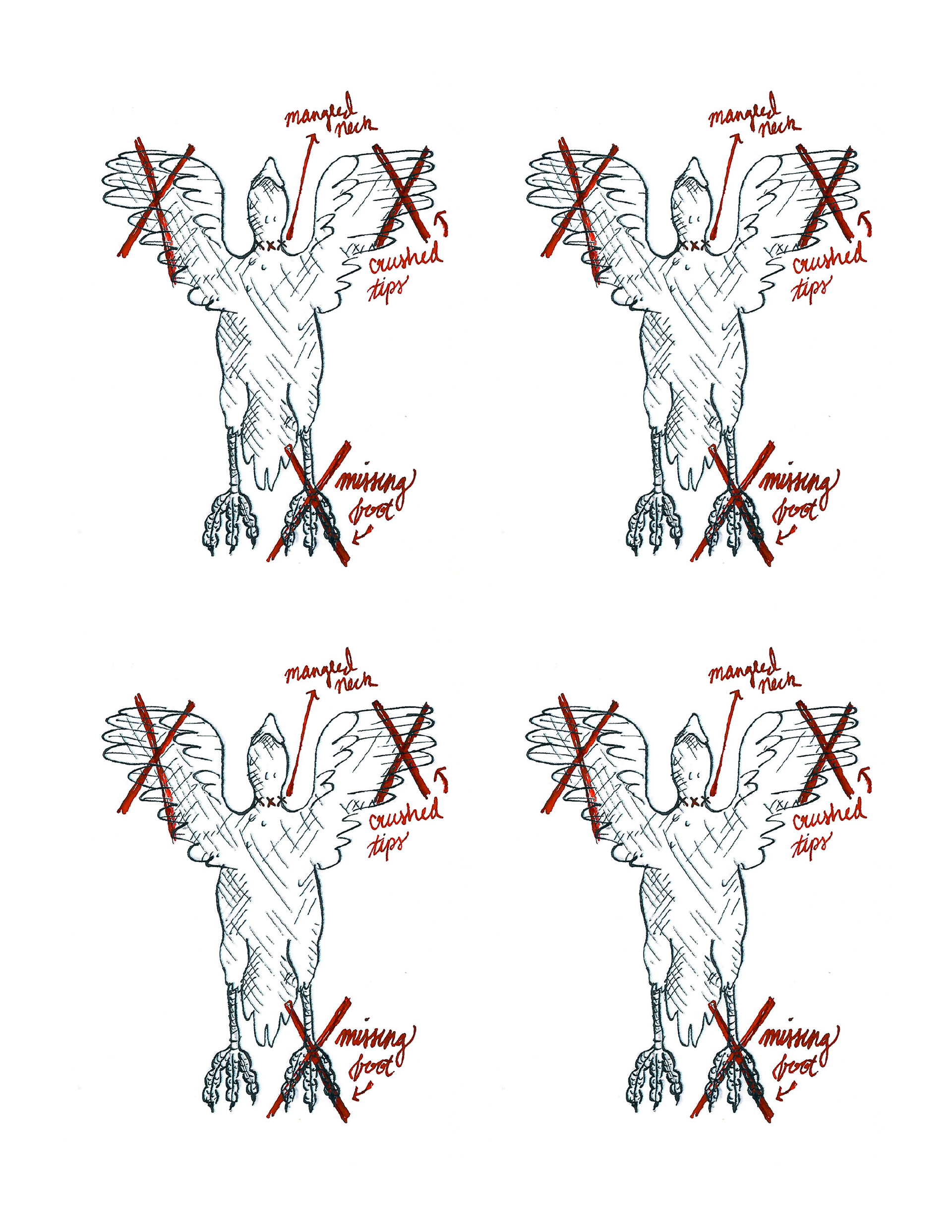 Hand drawn bird "autopsies"