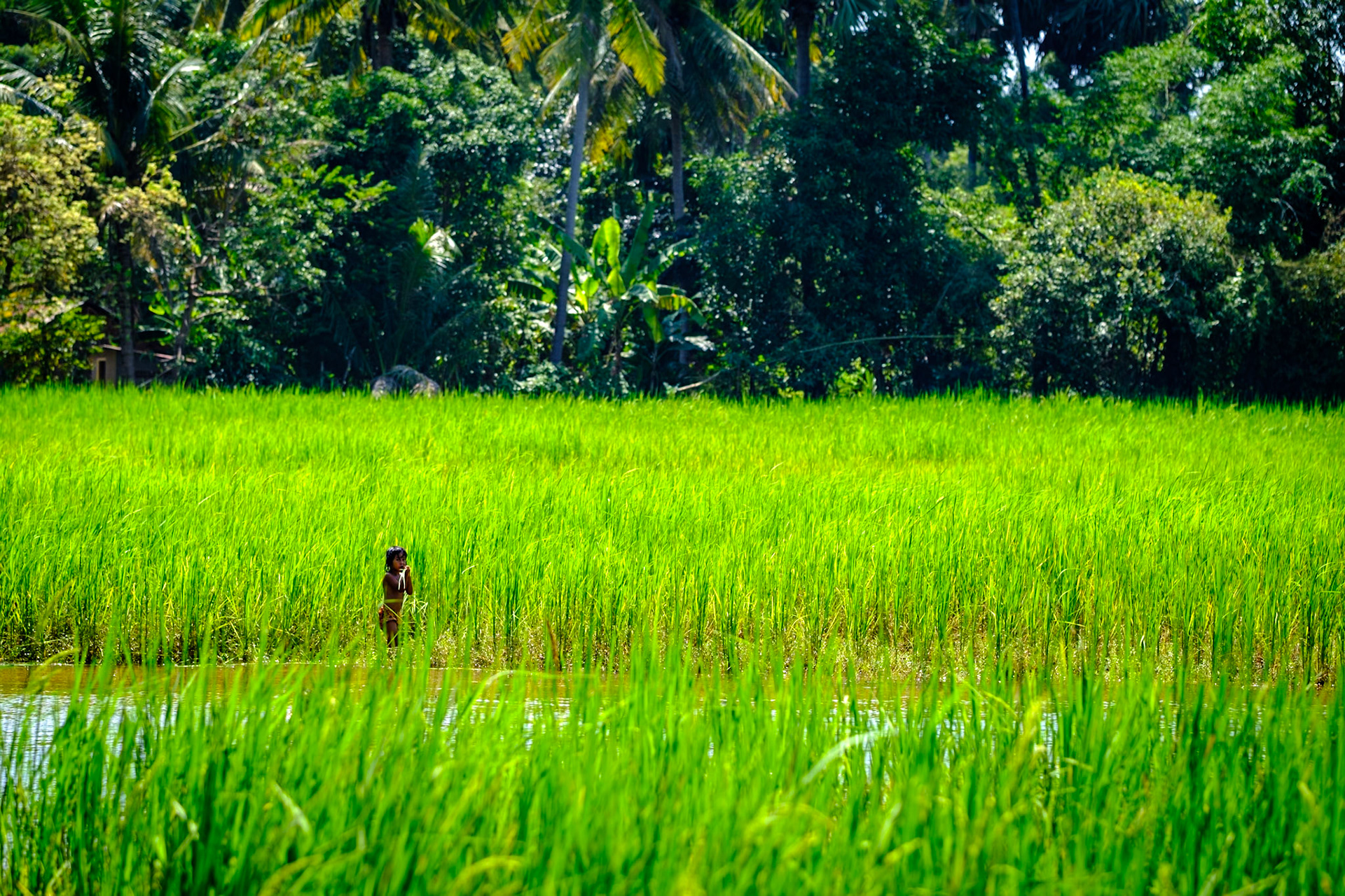 Cambodian boy in a rice paddy field, Cambodia.