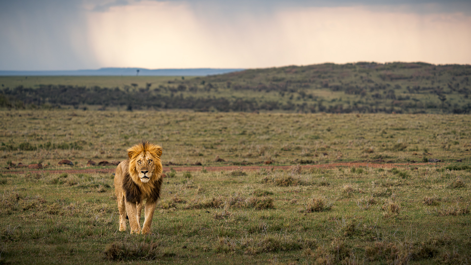 Environmental portrait of a male lion standing in the vast Kenyan savannah under dramatic light. Minimalist fine-art wildlife photography capturing the silence and authority of the Maasai Mara.