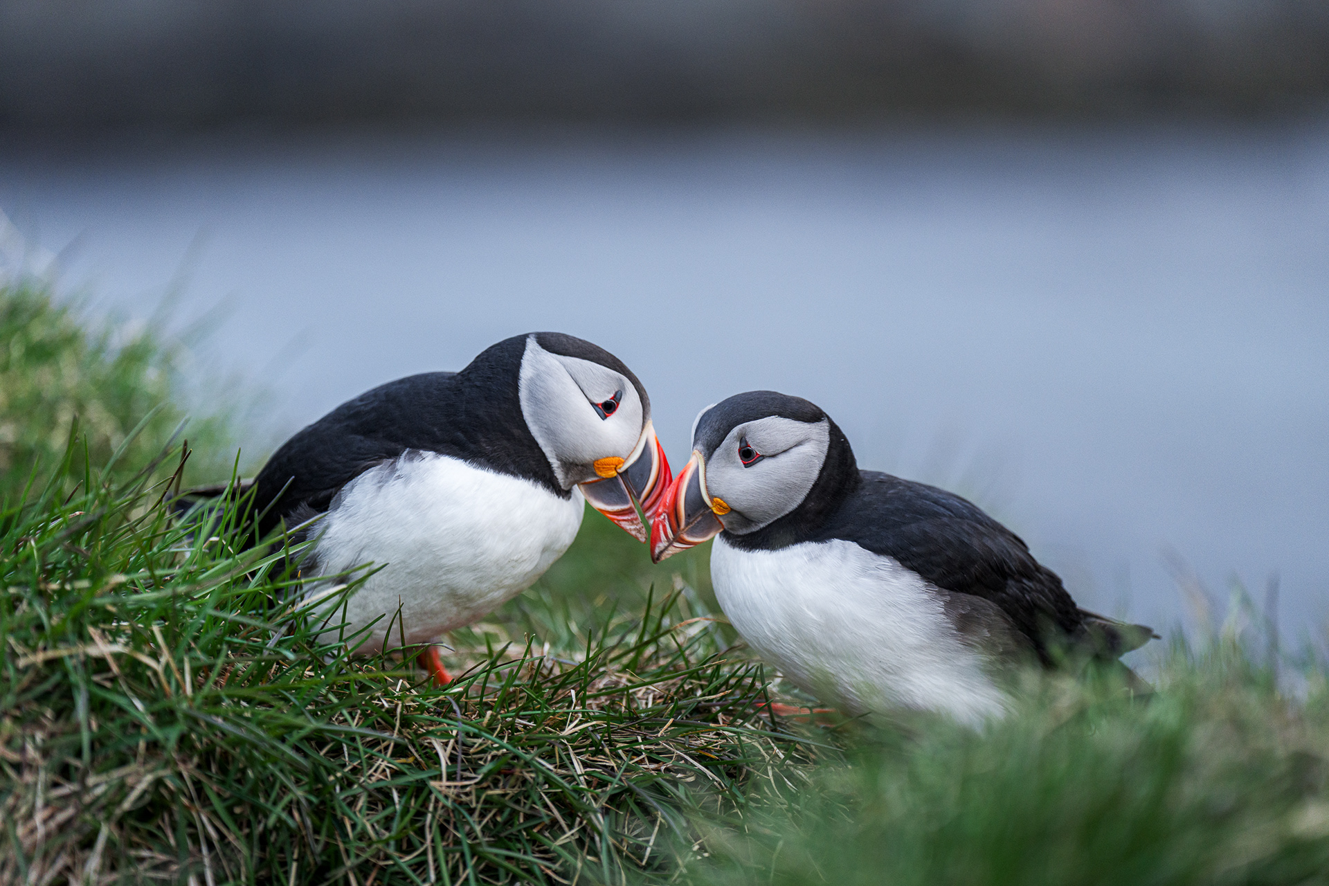 Close-up of a pair of Atlantic Puffins with vibrant orange beaks interacting on a grassy cliff edge in Iceland under soft, diffused light.