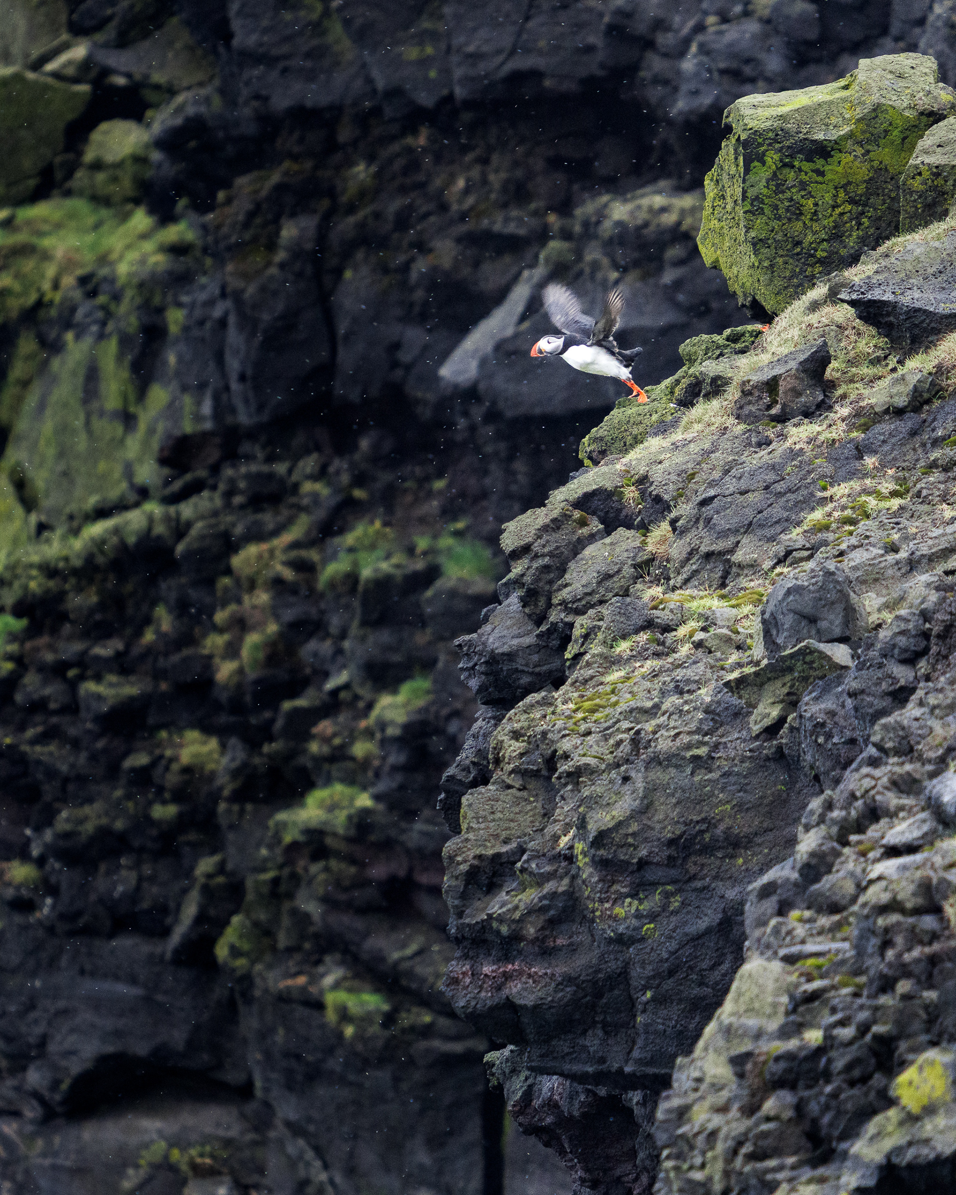 Action photograph of an Atlantic Puffin taking flight from a jagged, moss-covered volcanic rock cliff in Iceland, captured with high-speed shutter.