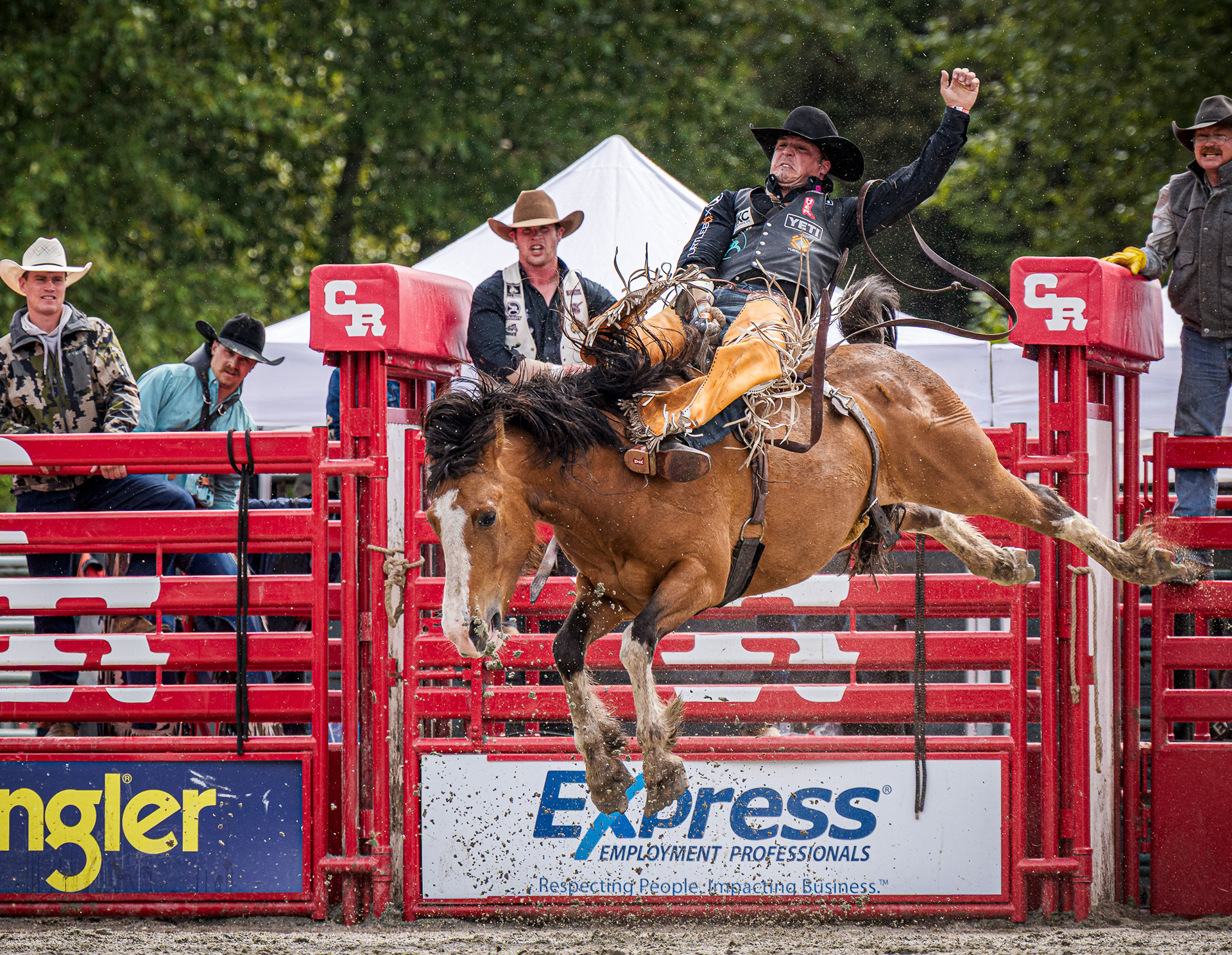A professional action photograph of a cowboy riding a bucking horse at the Cloverdale Rodeo in British Columbia.
