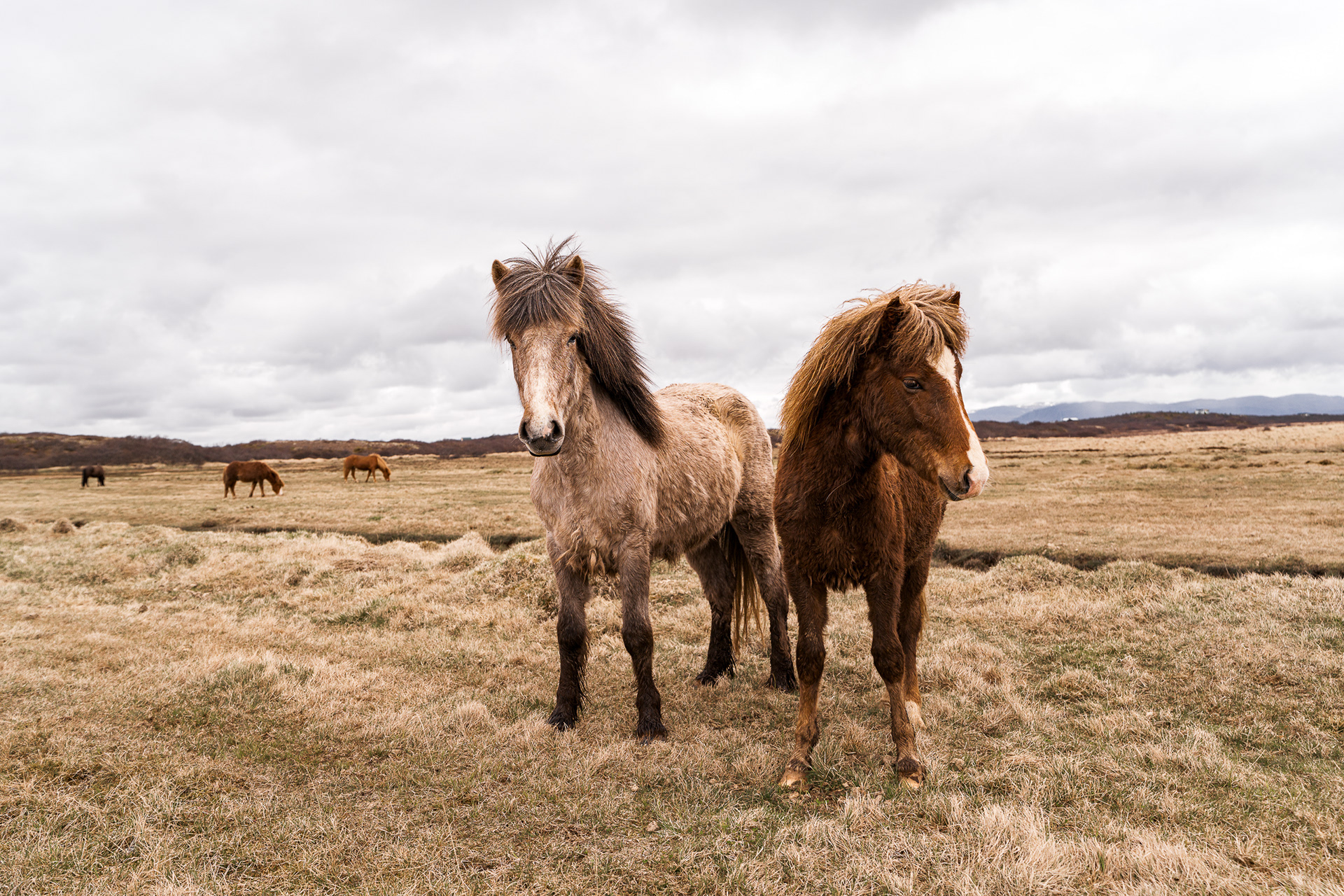 Two Icelandic horses, one light-tan and one chestnut brown, standing together in a vast, dry grassy field under an overcast Icelandic sky.