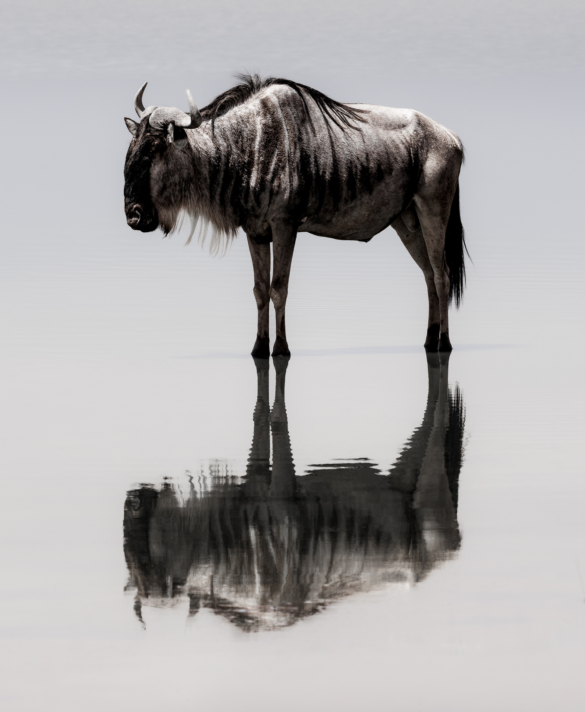 Minimalist fine art wildlife photography of a lone wildebeest standing in a perfect water reflection in the Maasai Mara, Kenya. A high-key, symmetrical study of nature and negative space captured on Sony A1 with a 70-200mm GMII lens by Joe Ng.