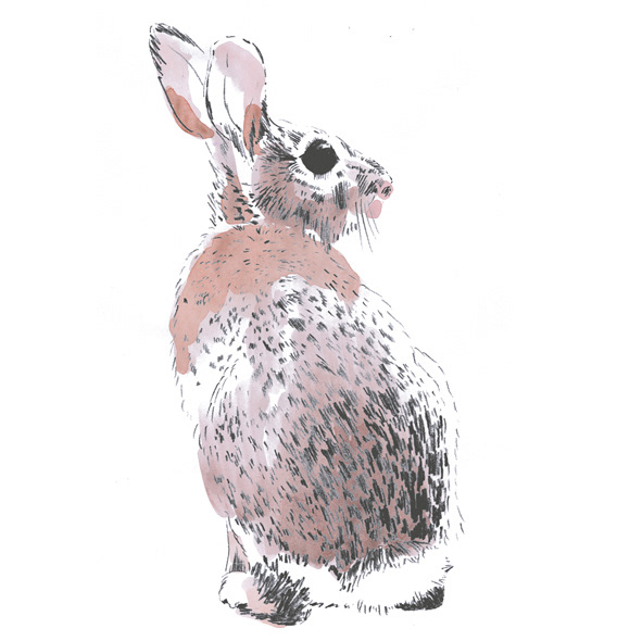 Seated rabbit - pencil and watercolour illustration