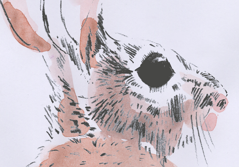 Rabbit head - pencil and watercolour illustration detail