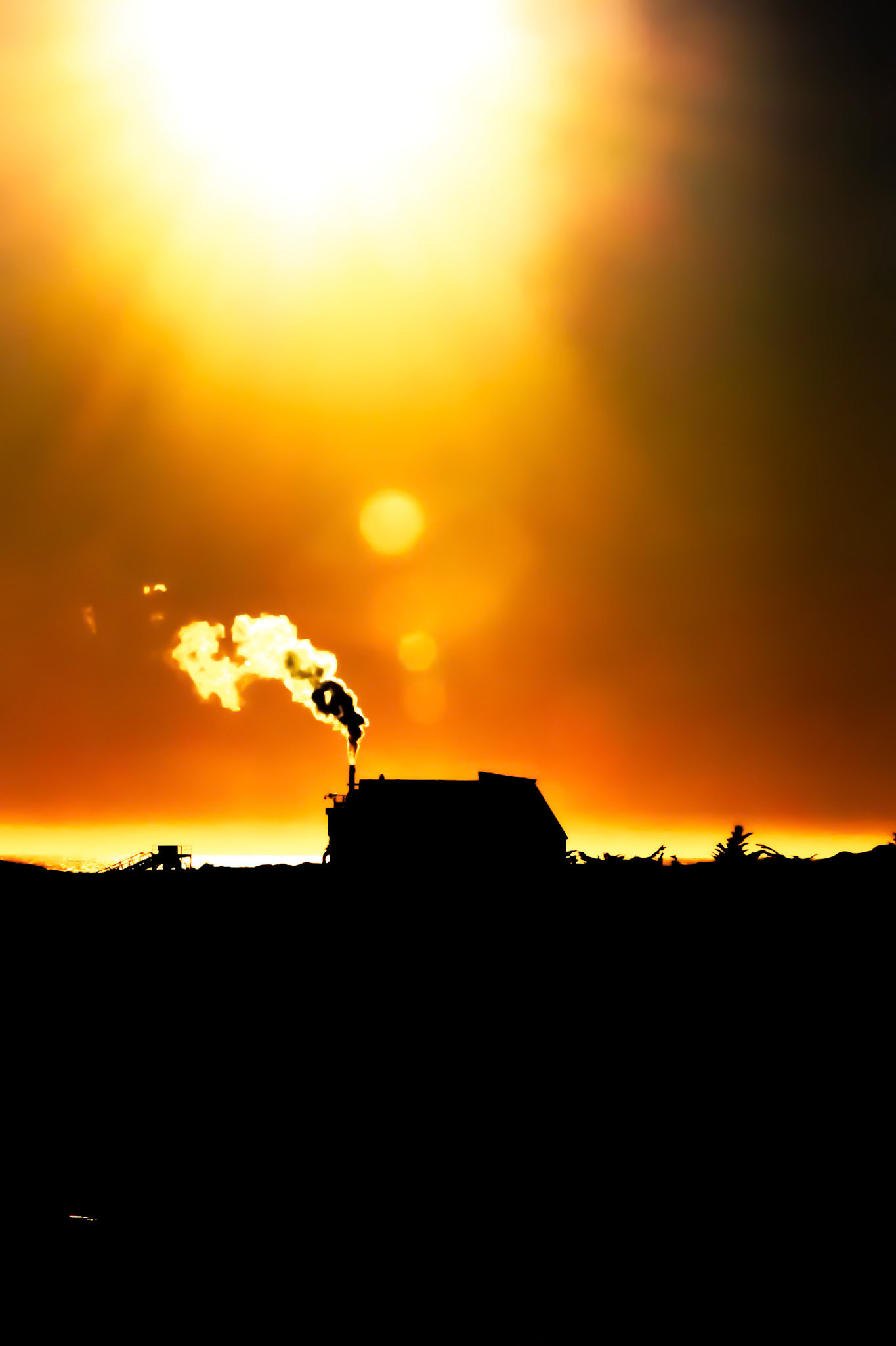 Never checked to see what this plant along Highway 1 near Monterey Bay does.