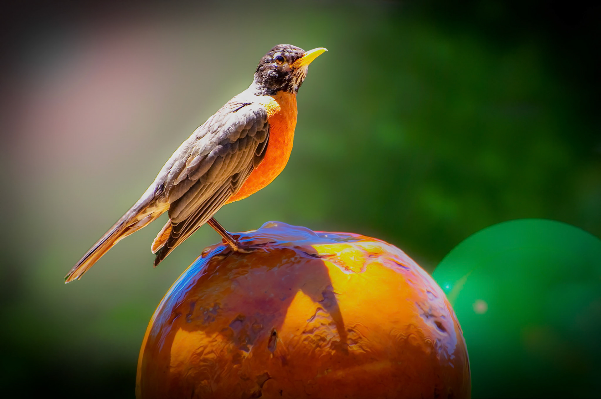 Robin on fountain