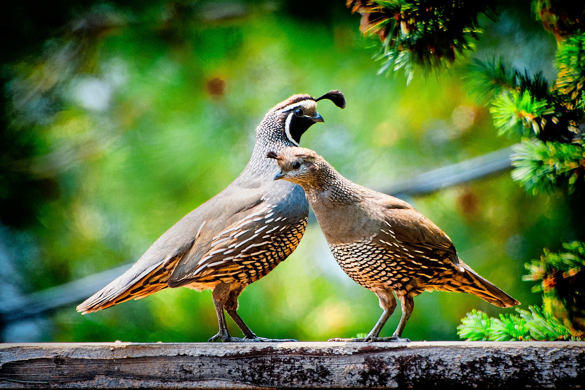 Together Through Life