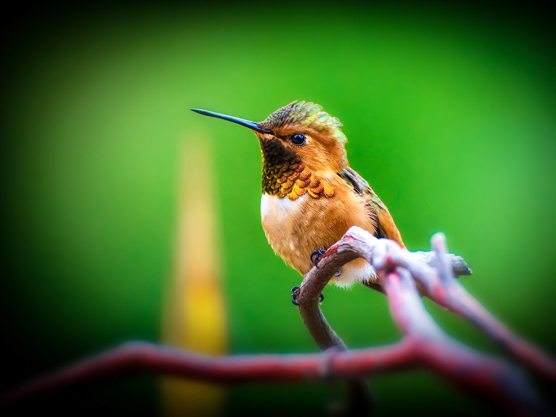 Rufous Hummingbird perched on ornamental tree. This version reprocessed specificaly for a 16x20 print.