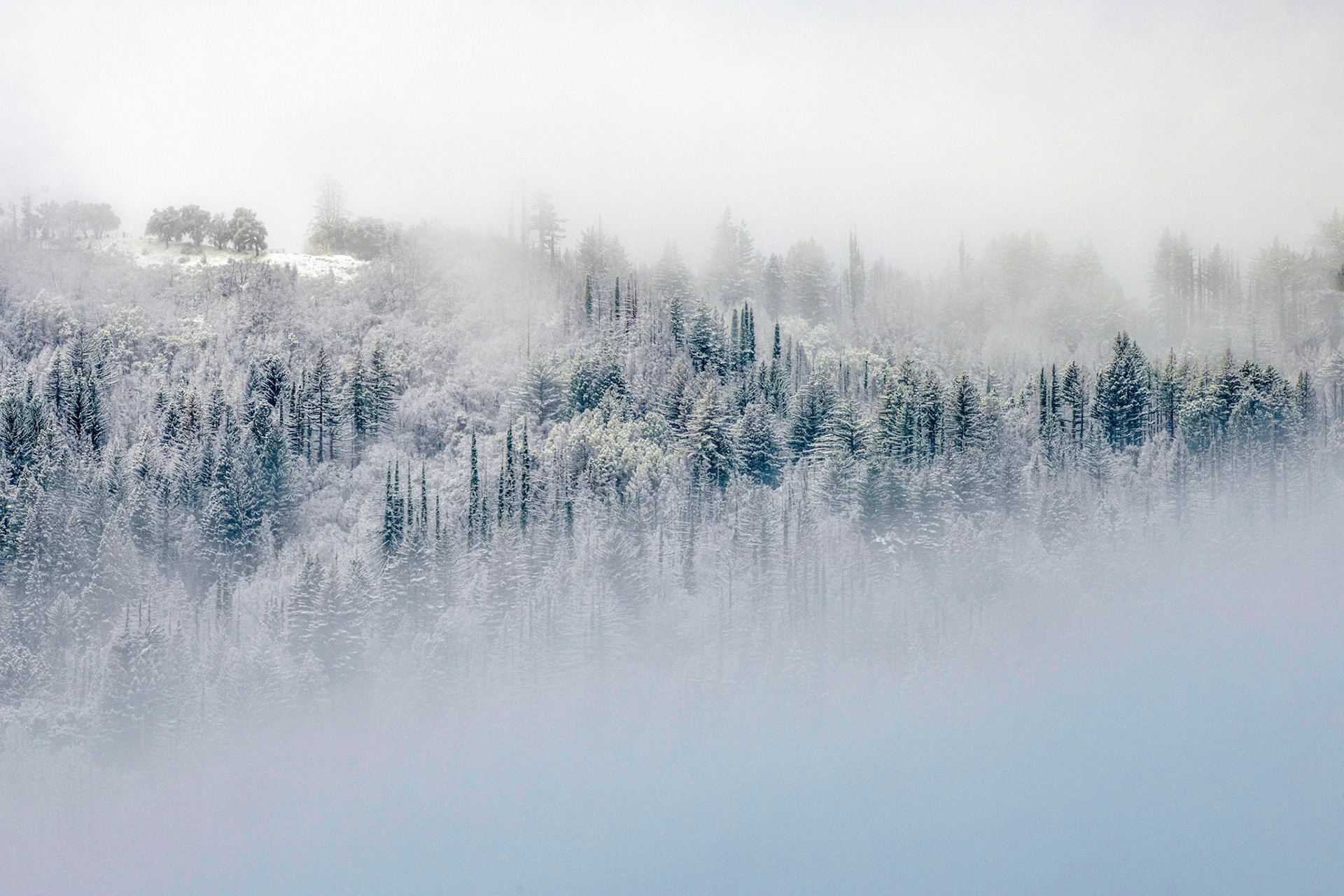 Winter Morning in Boulder Creek