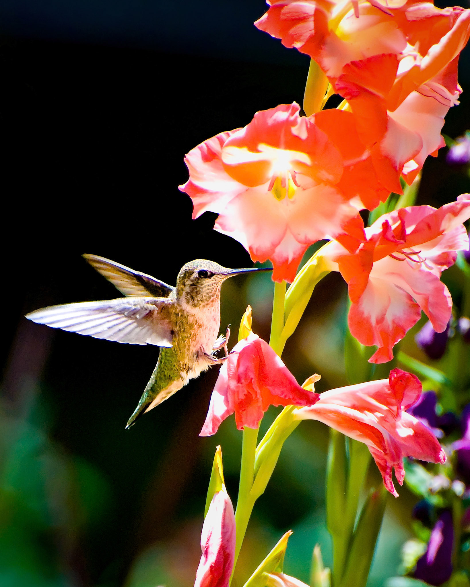 Hummingbird and Gladiolas