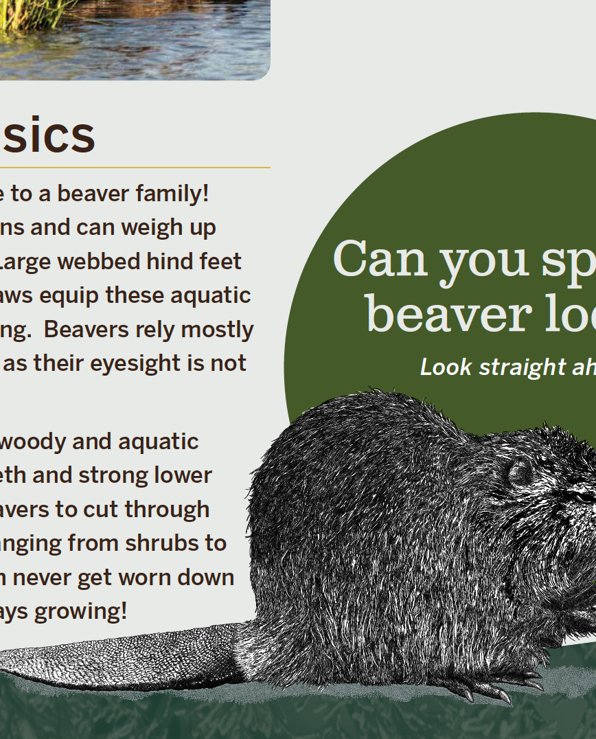 beaver lodge sign, detail