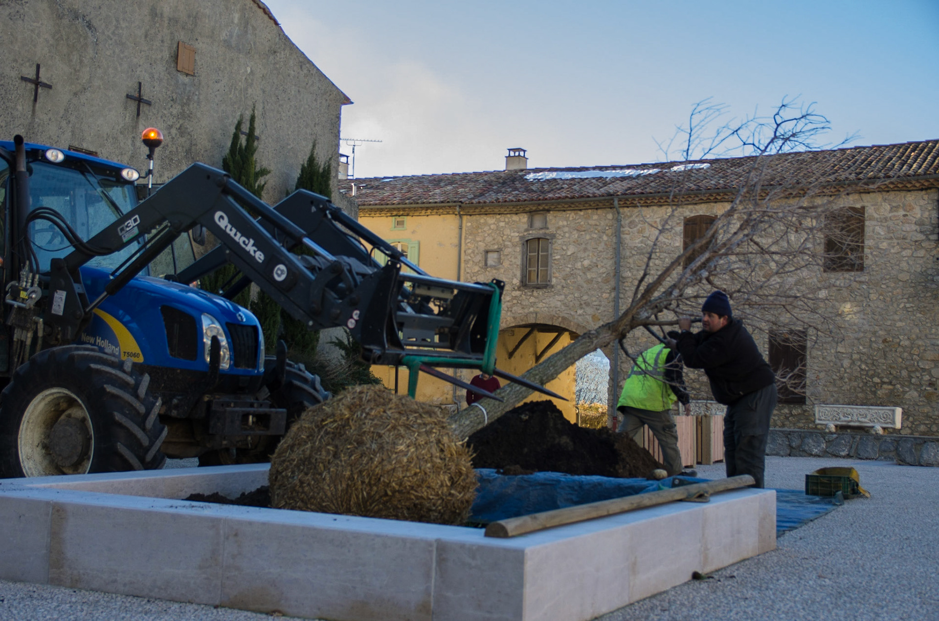 11 dec 2013 plantation du premier ormeau
