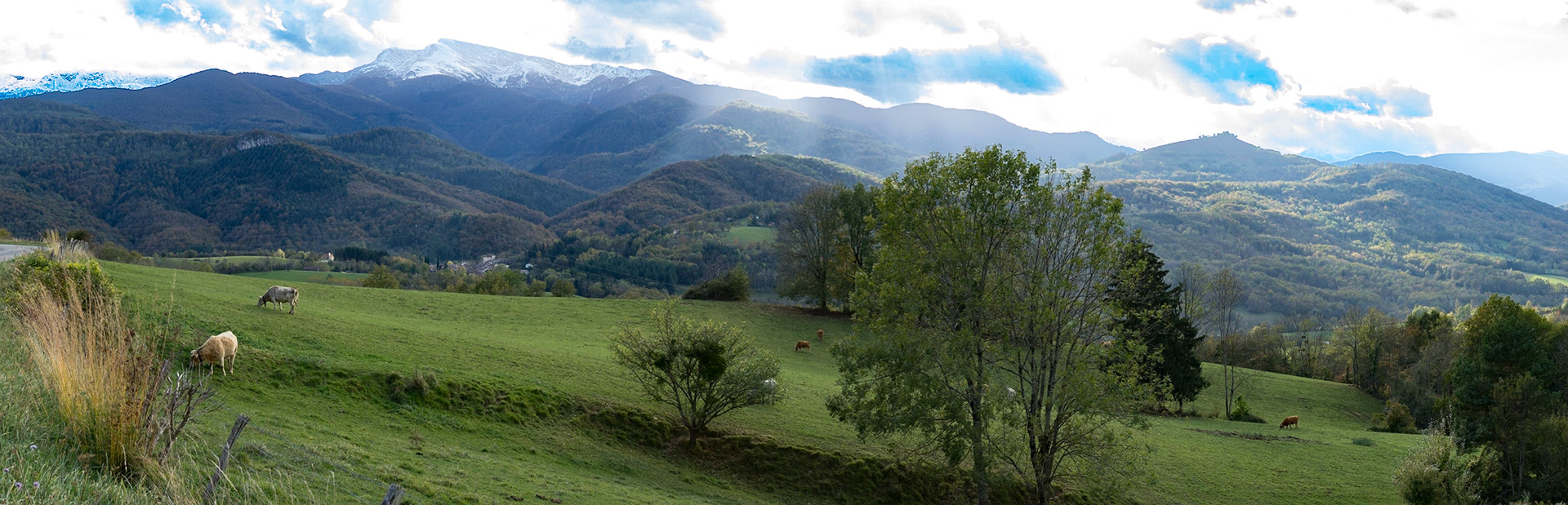 L'herbe verte des prés à l'automne 2014