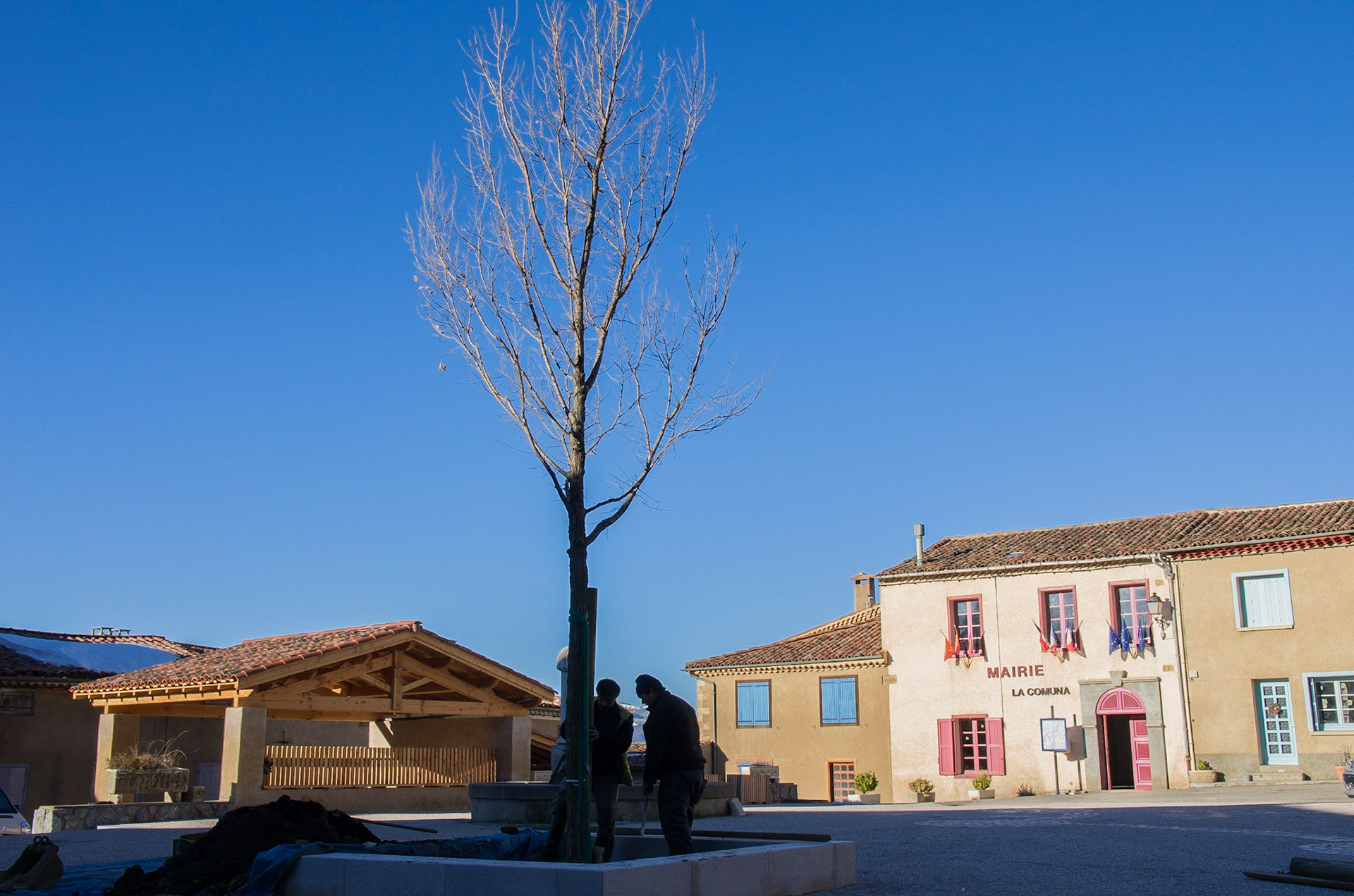 11 dec 2013 plantation du premier ormeau