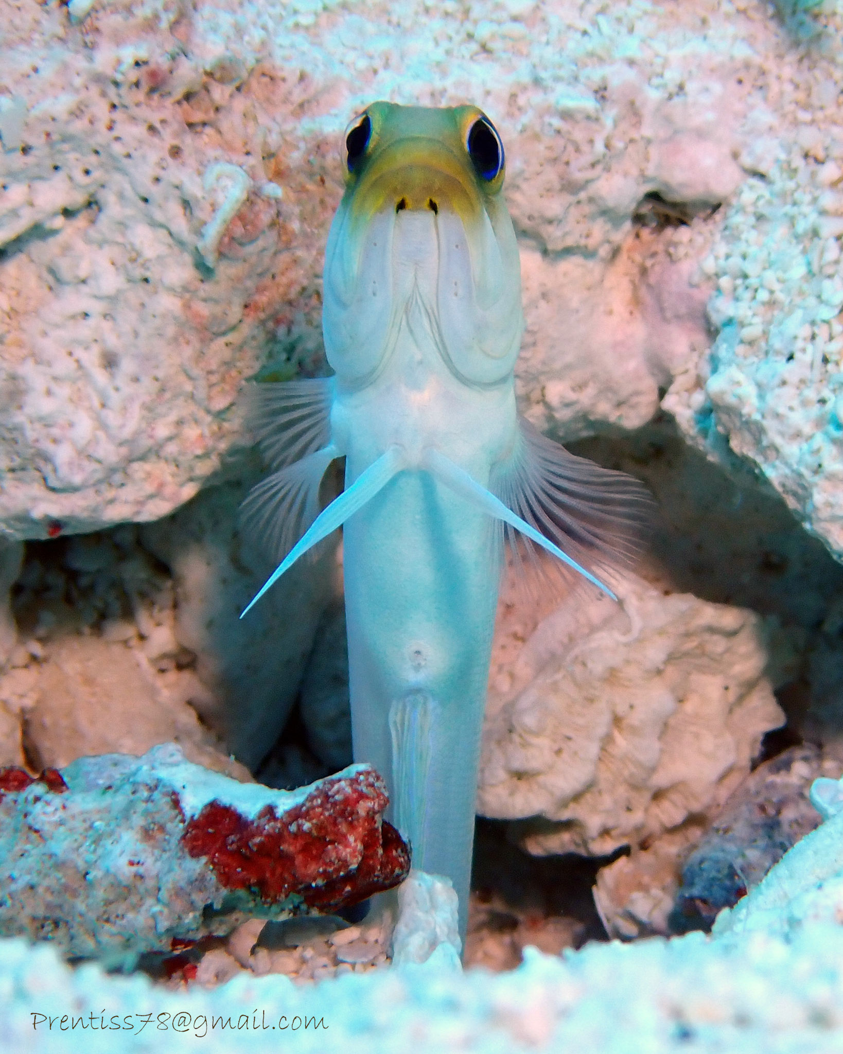 Yellowhead Jawfish